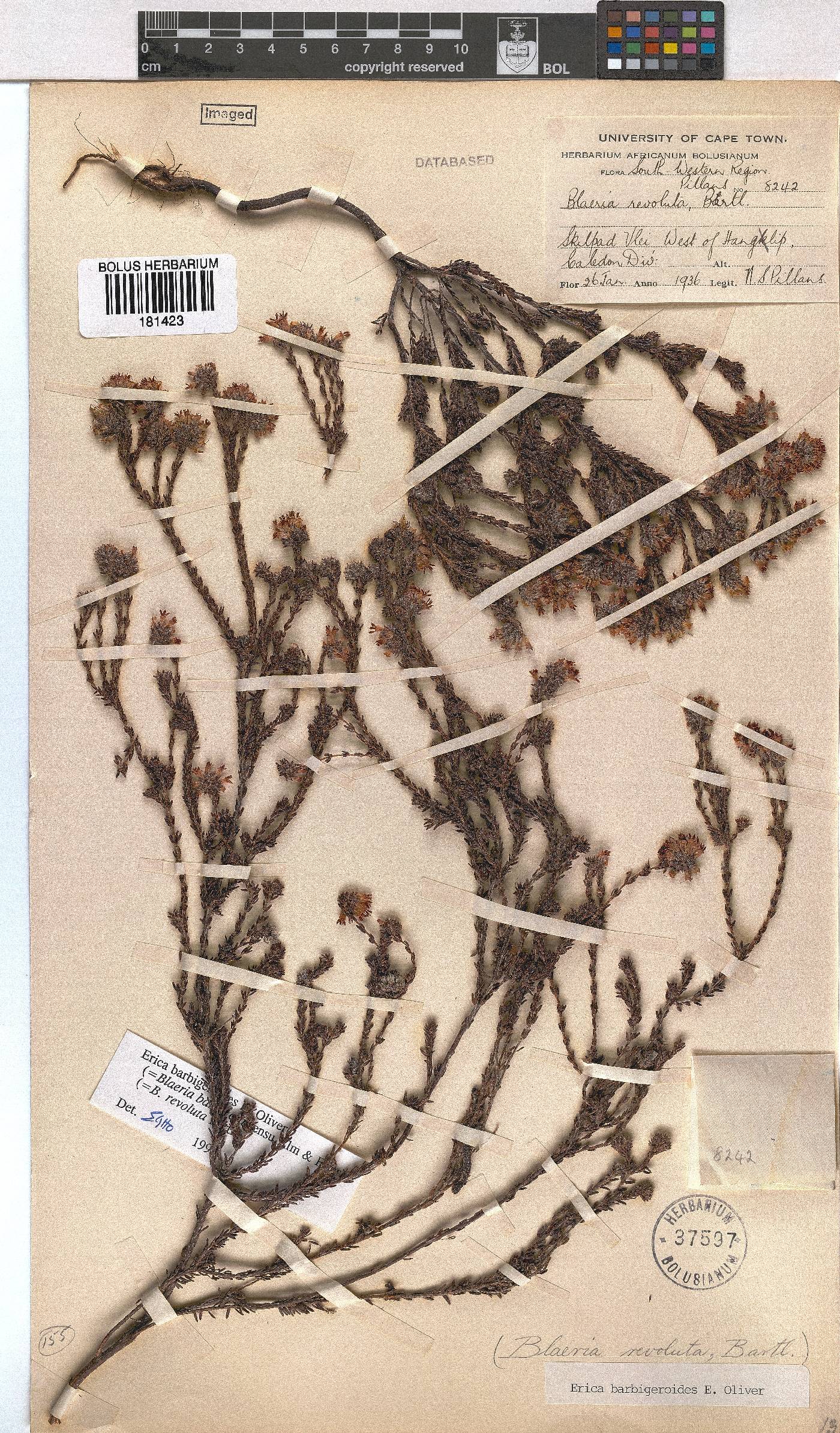 Erica barbigeroides image