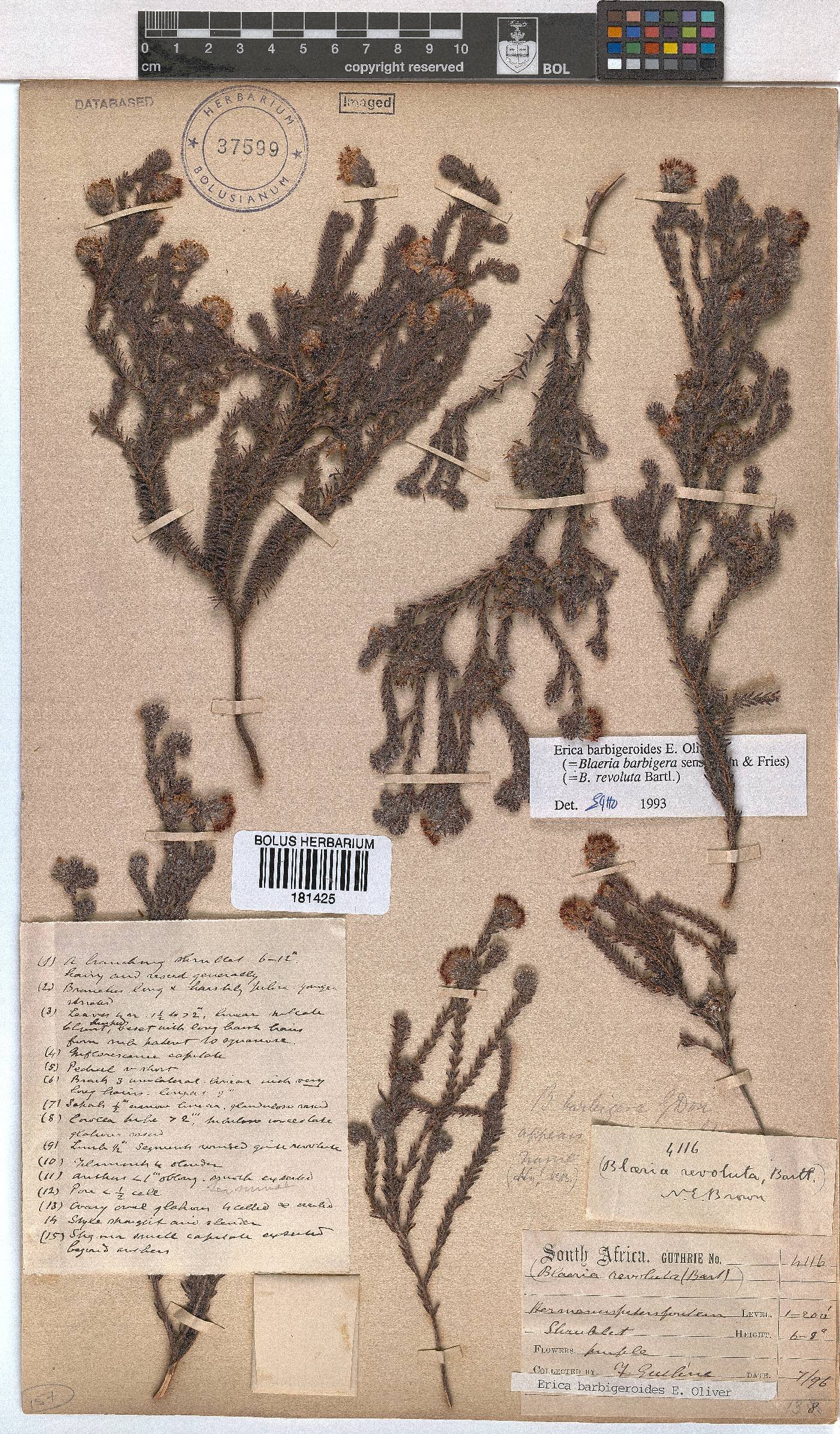 Erica barbigeroides image