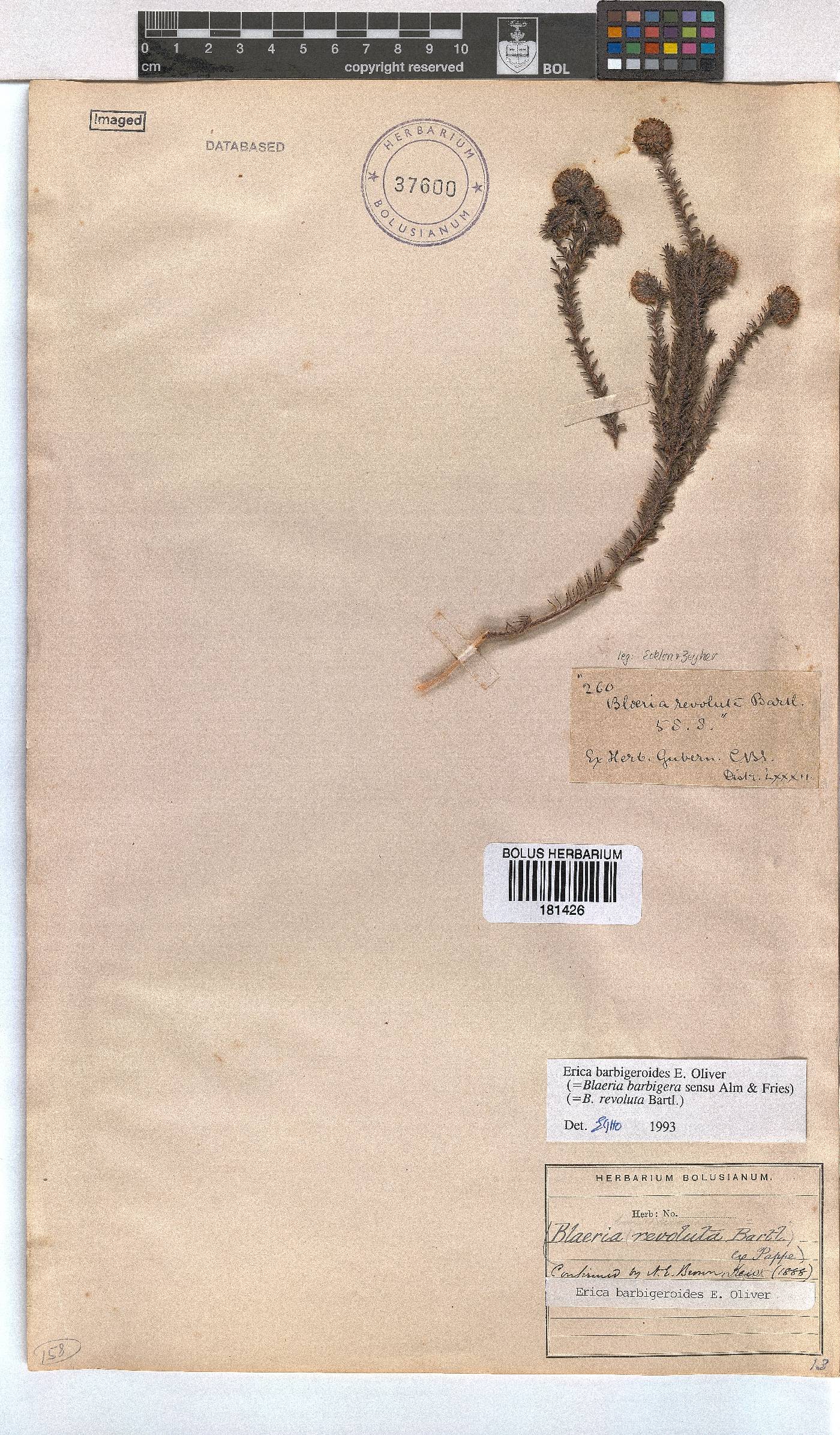 Erica barbigeroides image