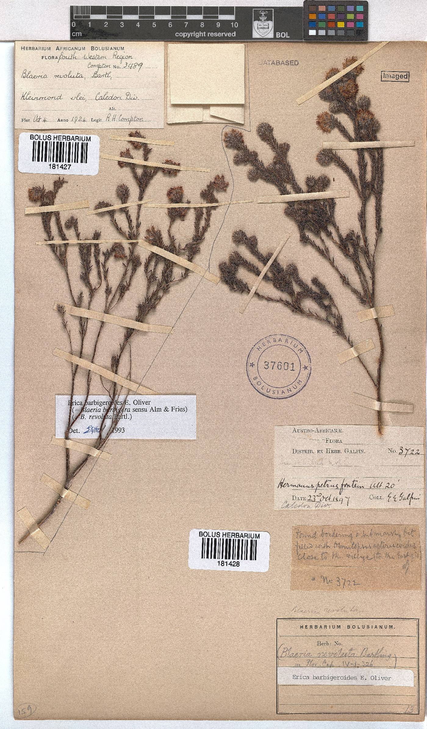 Erica barbigeroides image