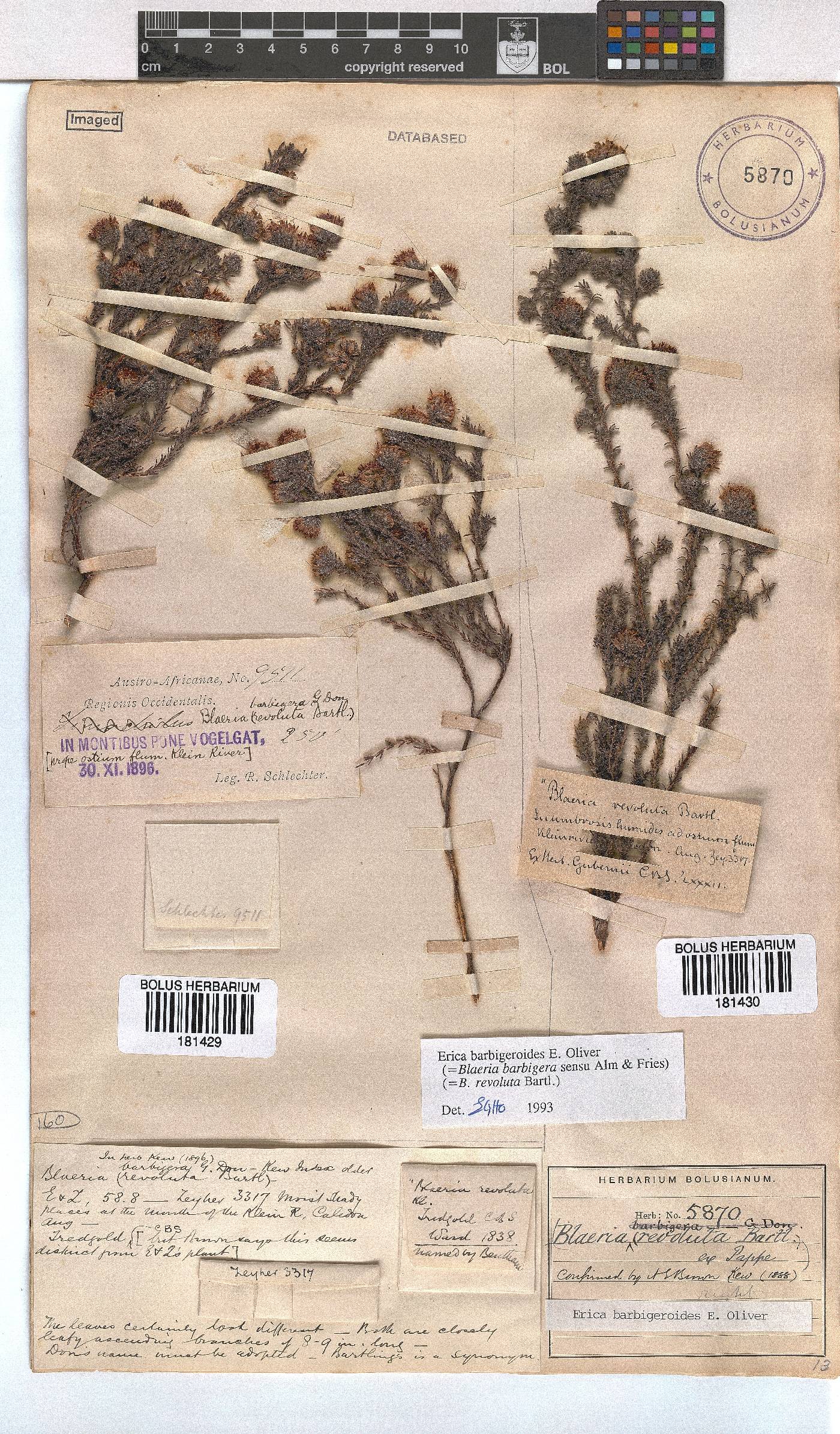 Erica barbigeroides image
