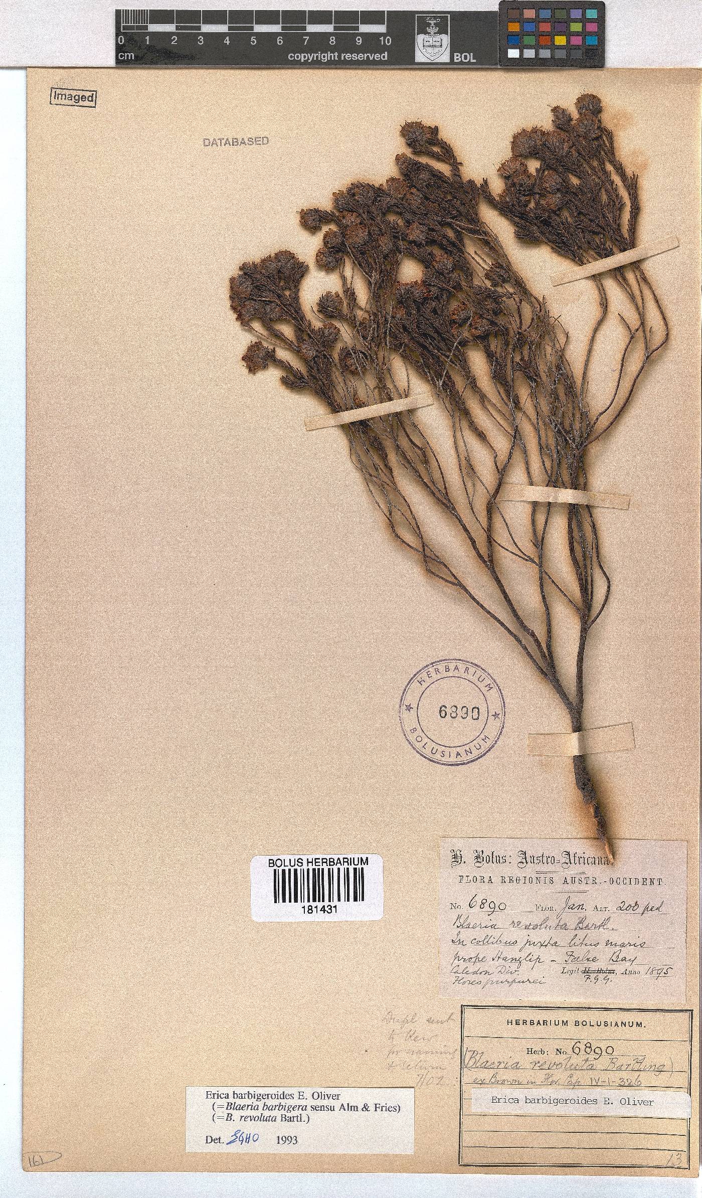 Erica barbigeroides image