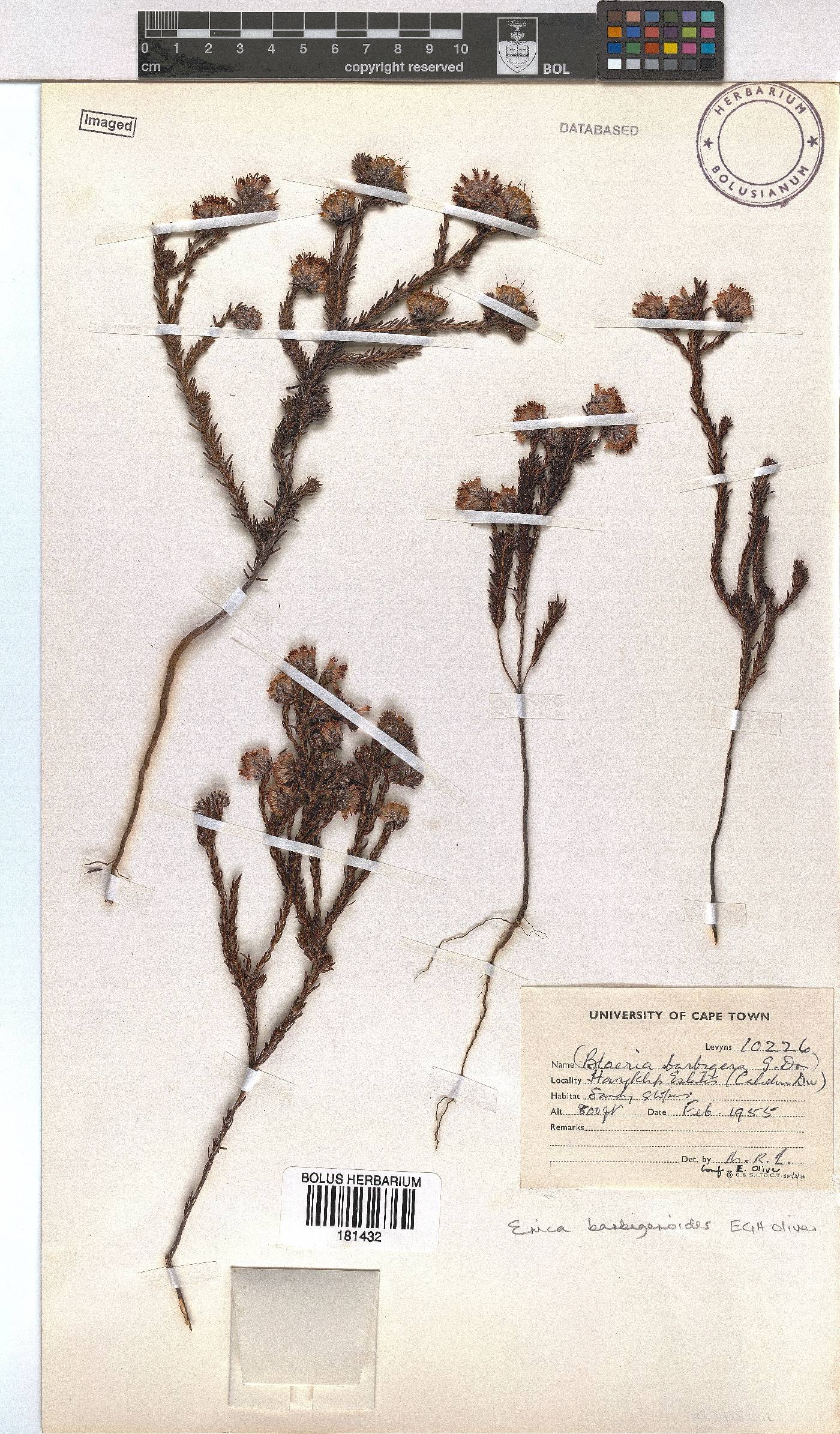 Erica barbigeroides image