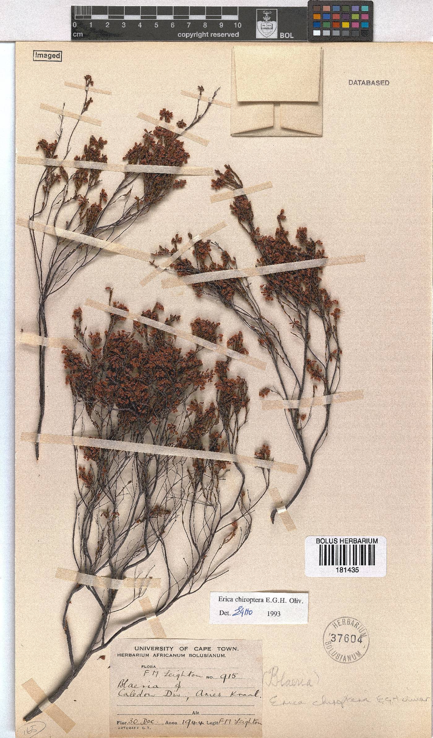 Erica chiroptera image