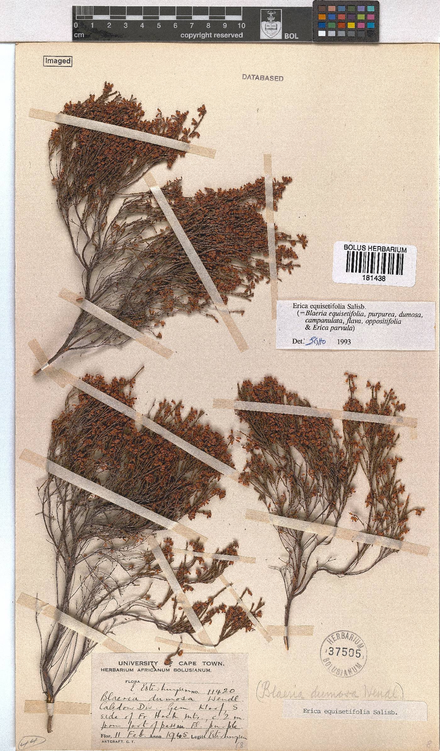 Erica equisetifolia image