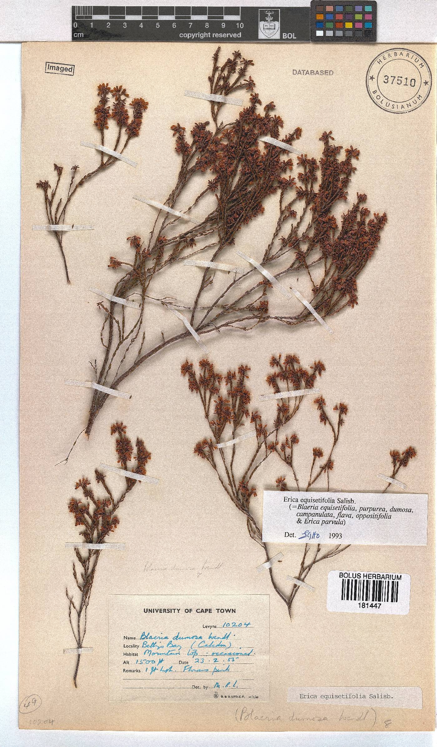 Erica equisetifolia image