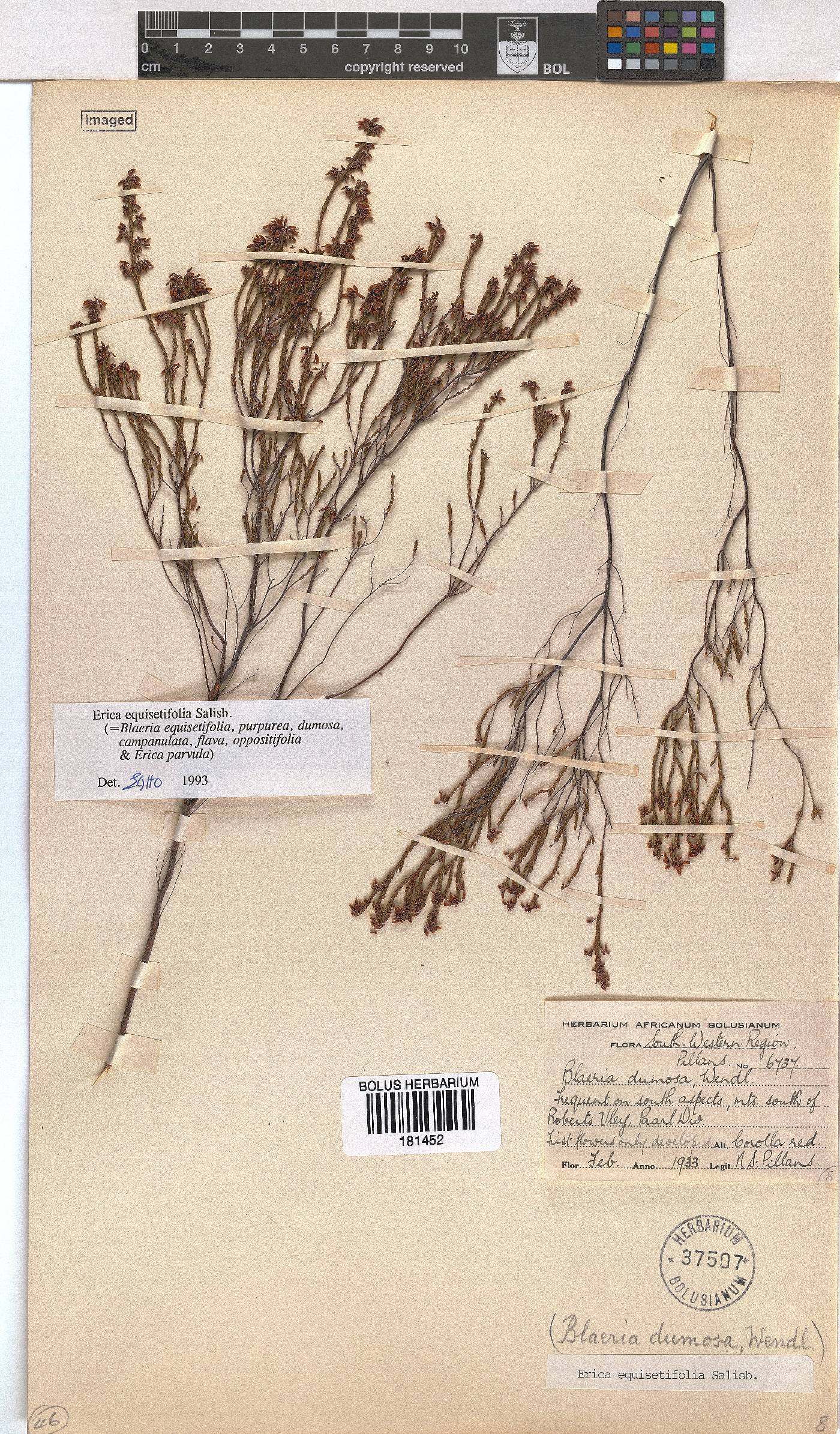 Erica equisetifolia image