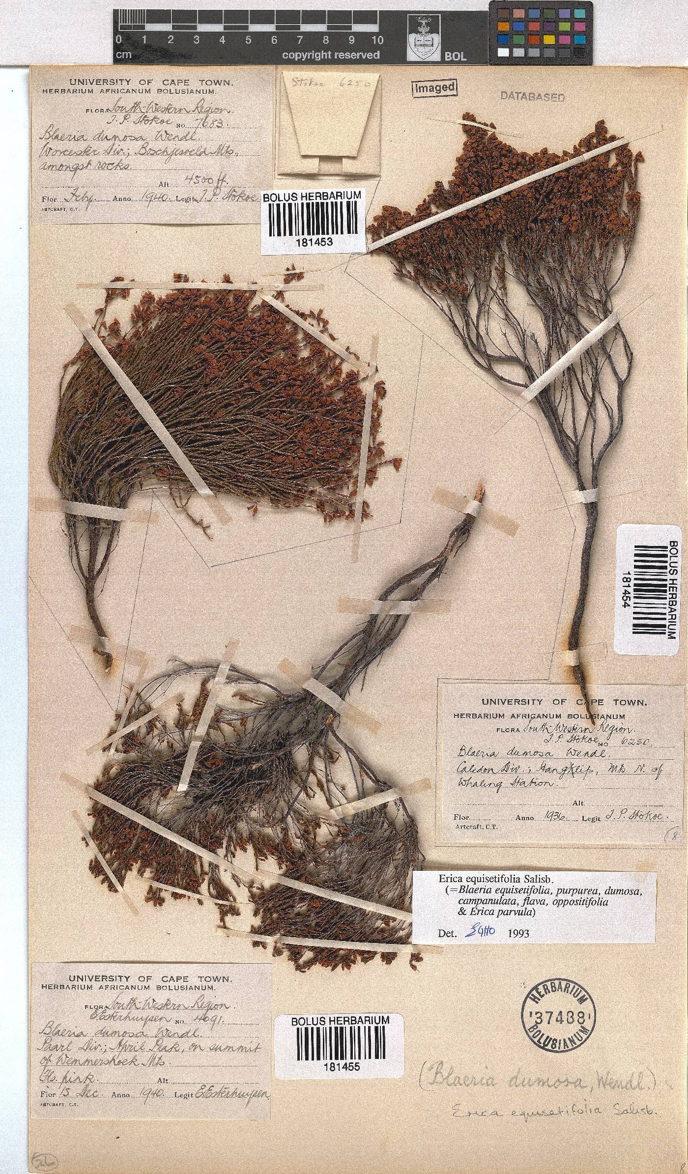 Erica equisetifolia image