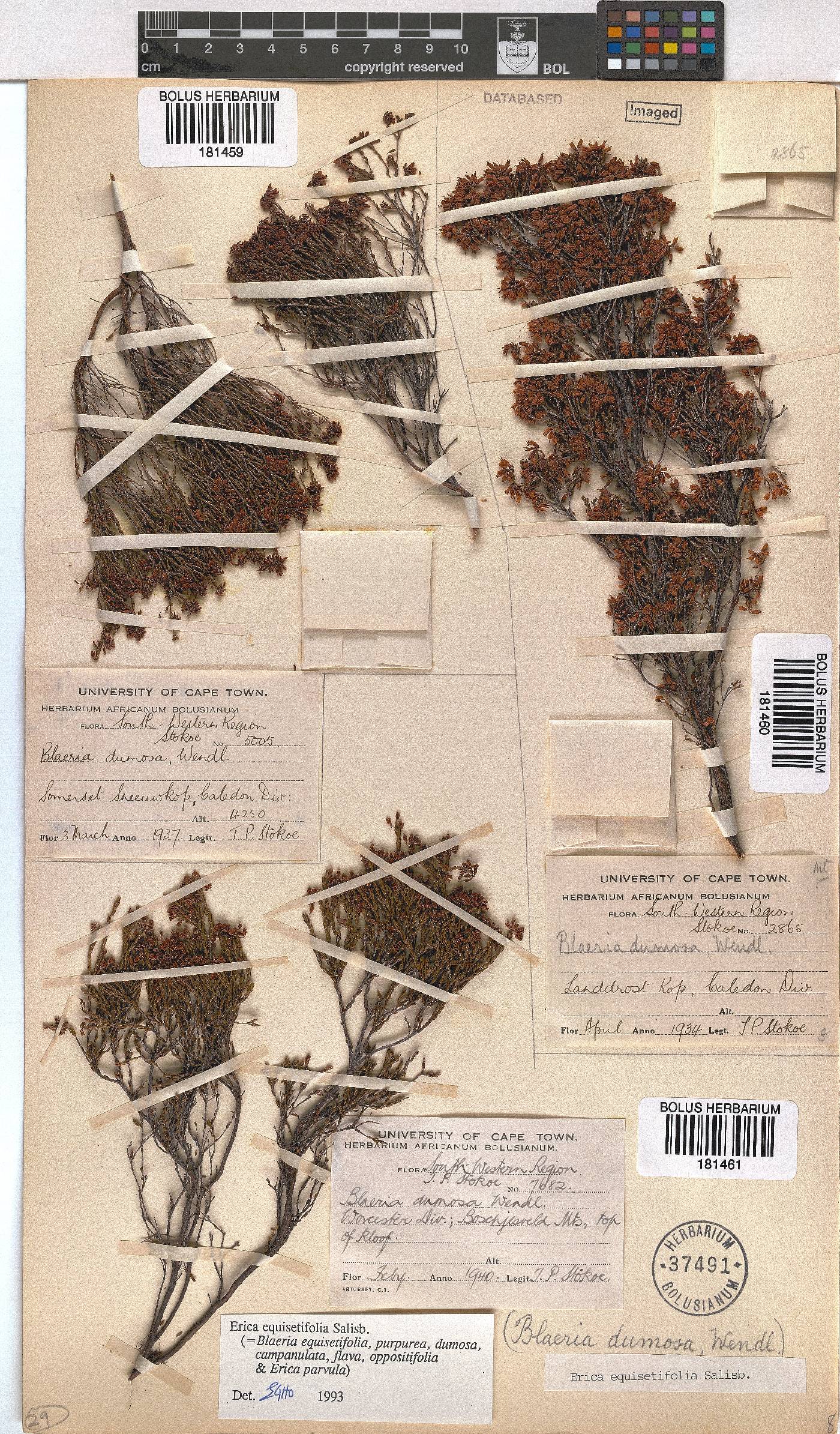 Erica equisetifolia image