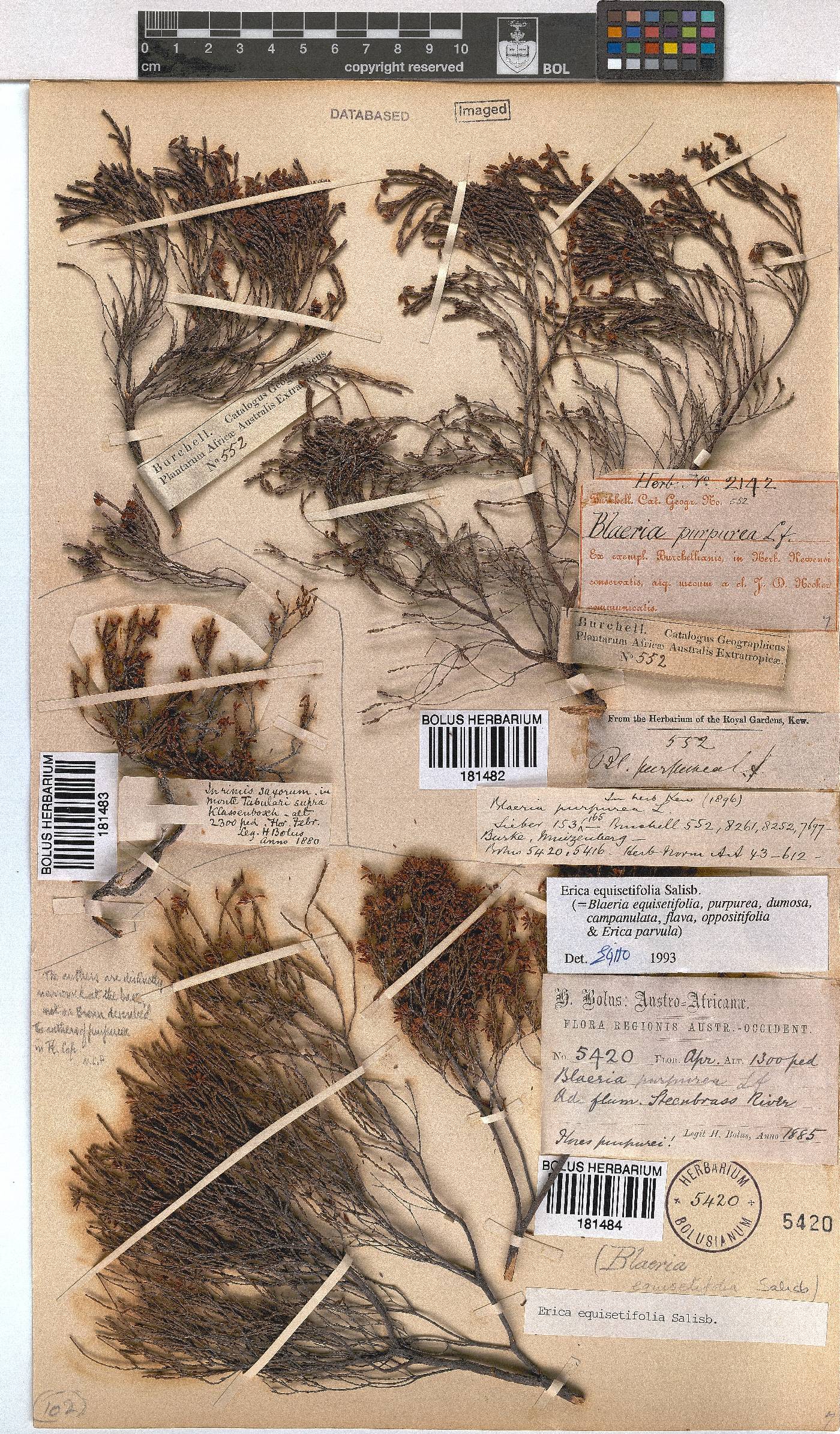 Erica equisetifolia image