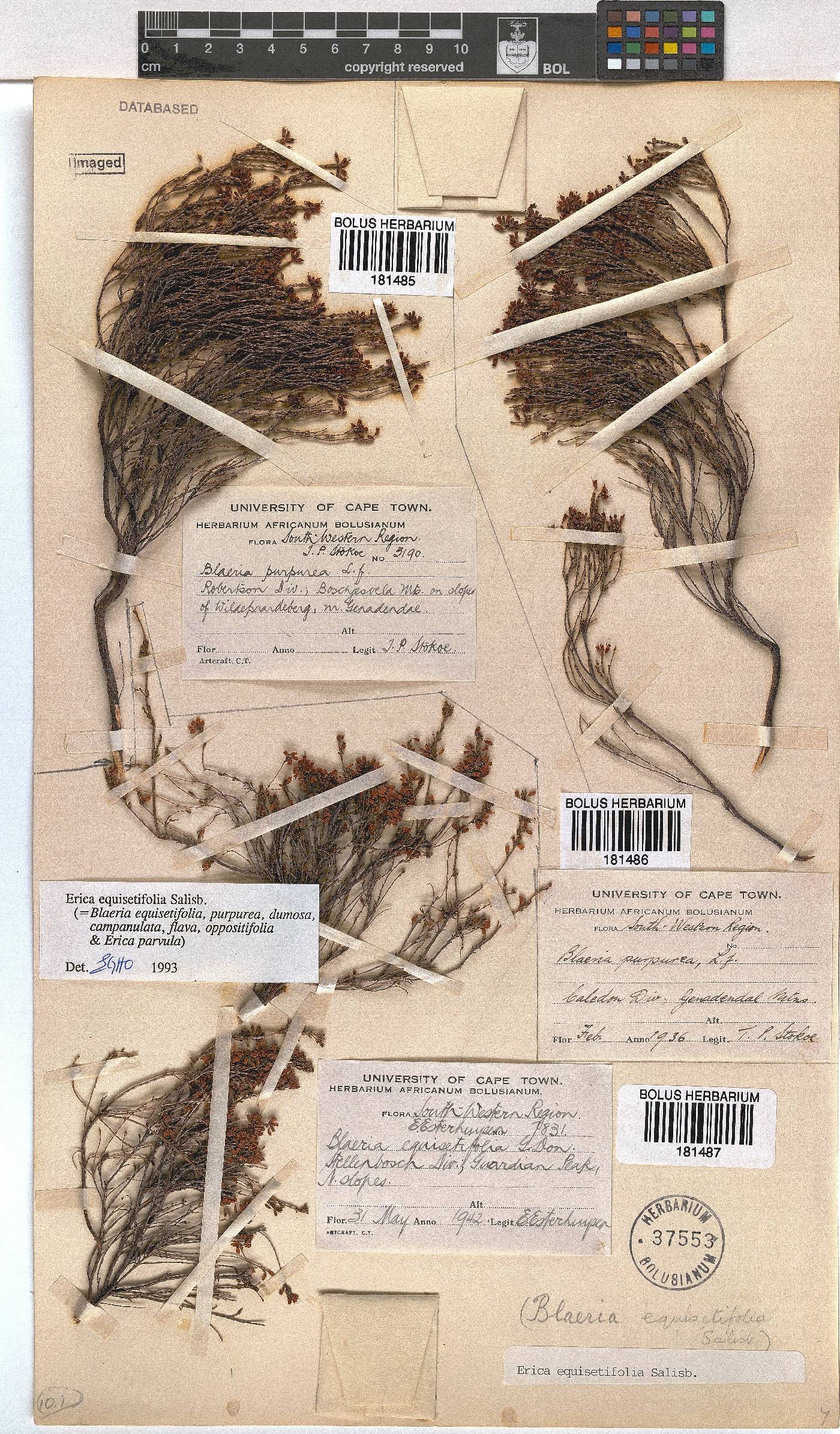 Erica equisetifolia image