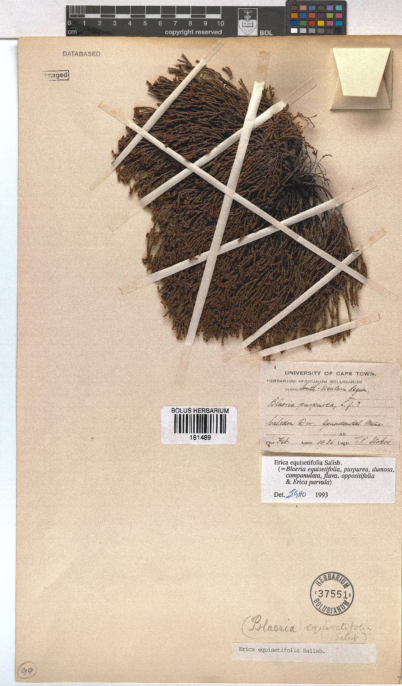 Erica equisetifolia image