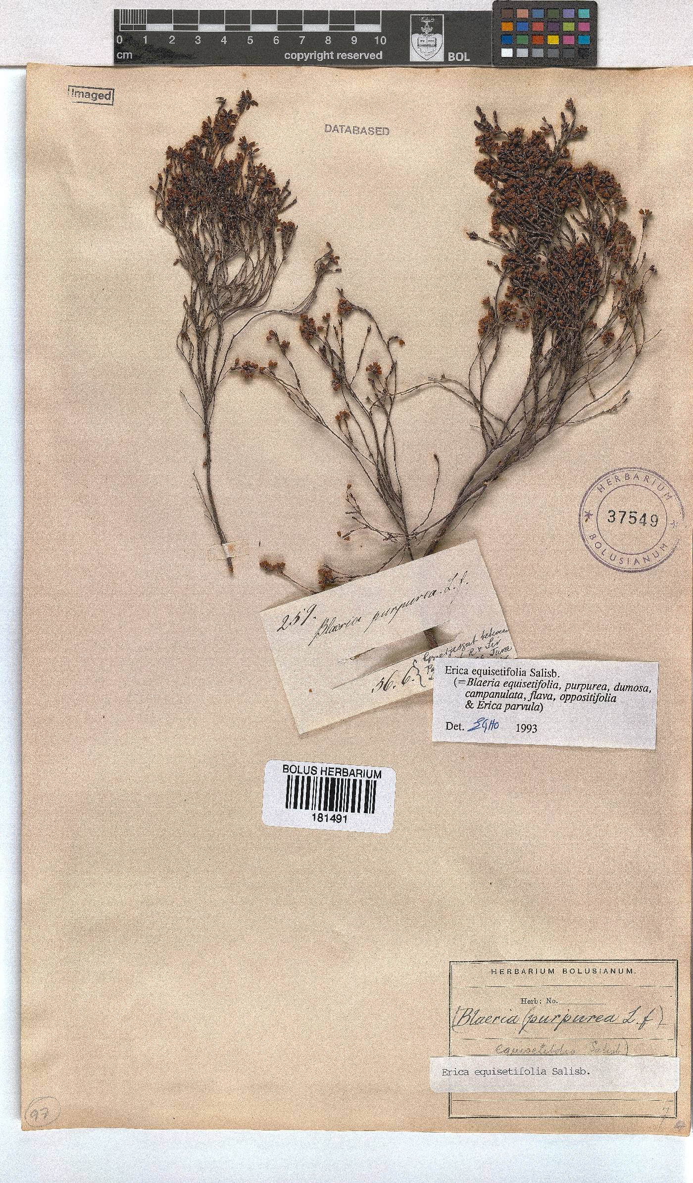 Erica equisetifolia image