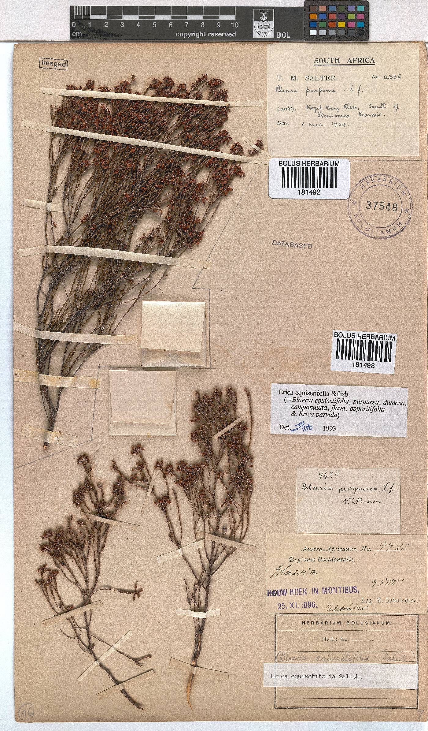 Erica equisetifolia image