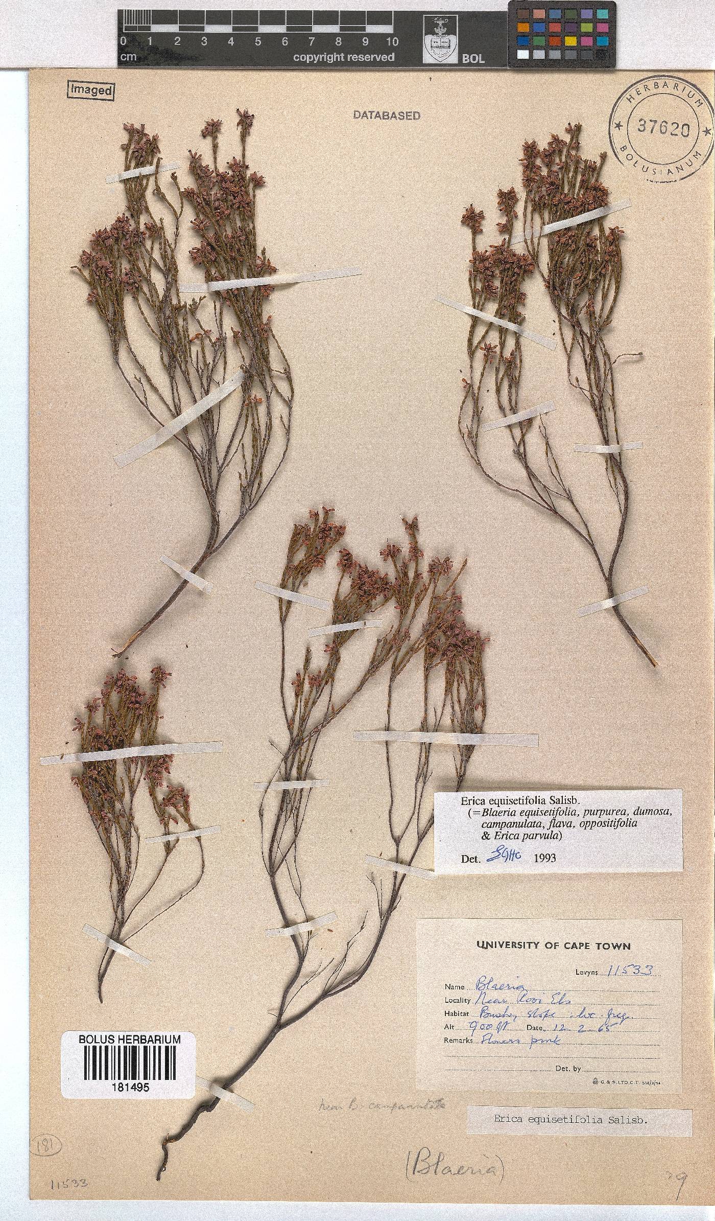 Erica equisetifolia image