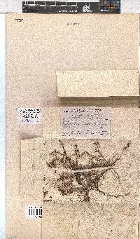 Erica equisetifolia image