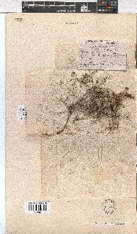 Erica equisetifolia image