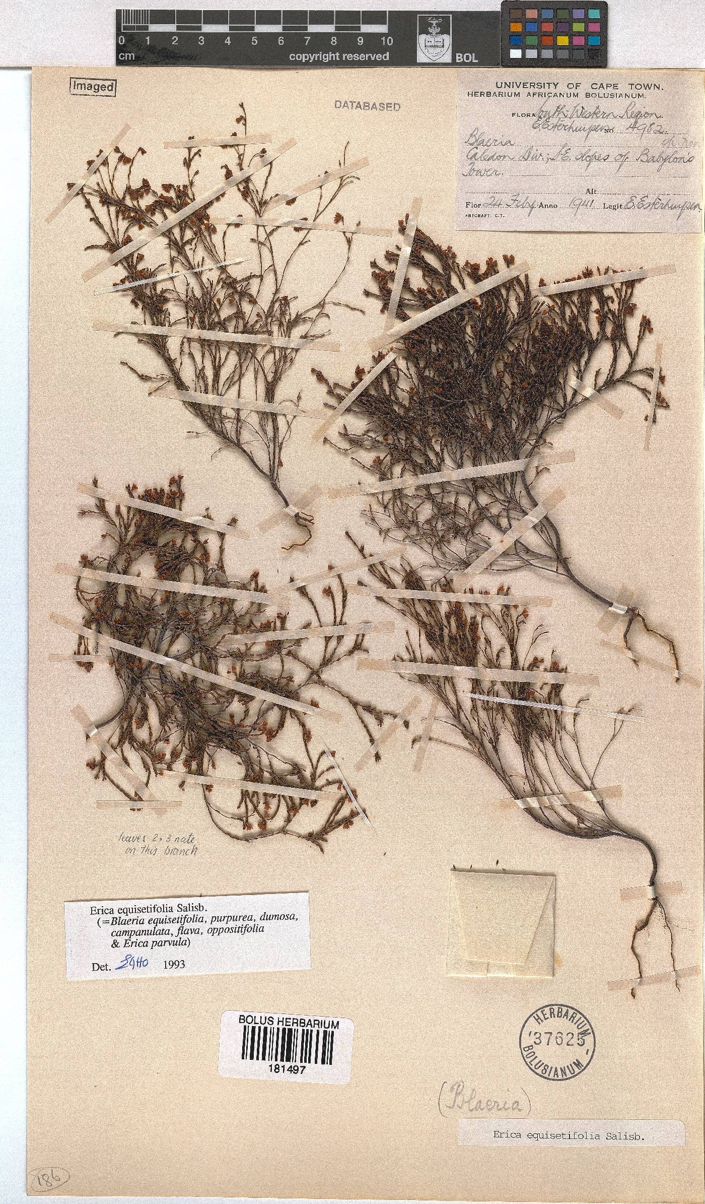 Erica equisetifolia image