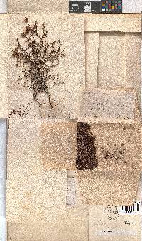 Erica equisetifolia image