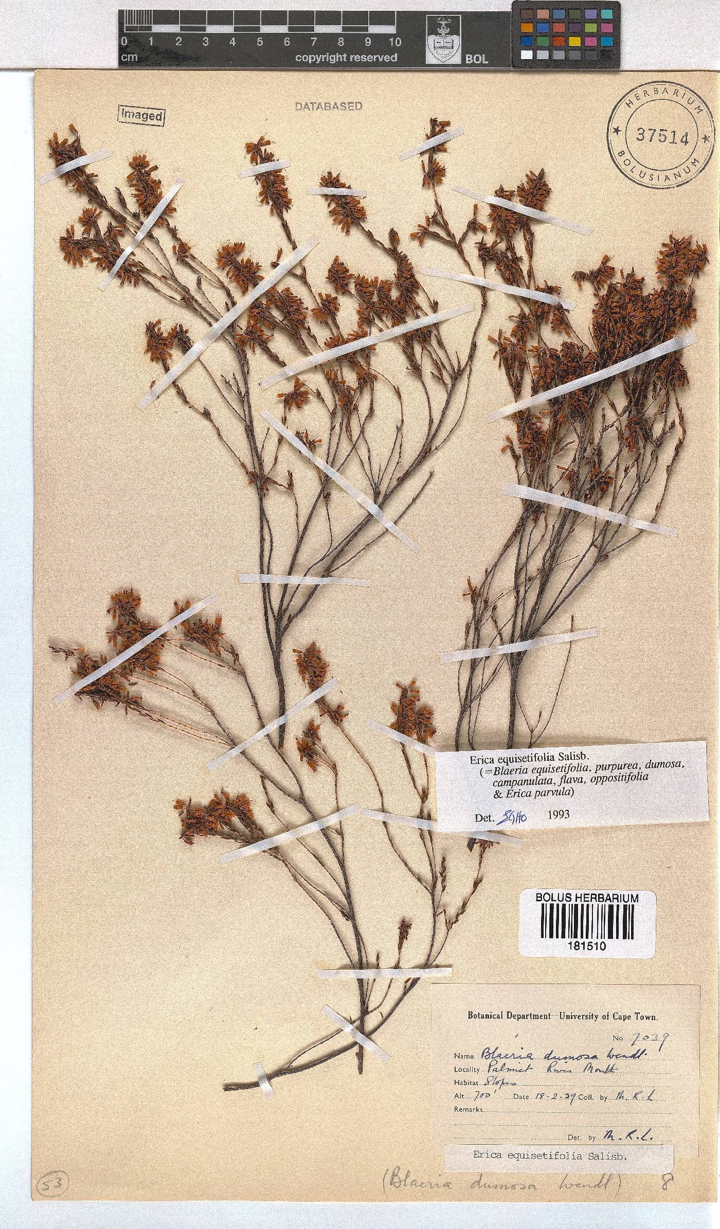 Erica equisetifolia image