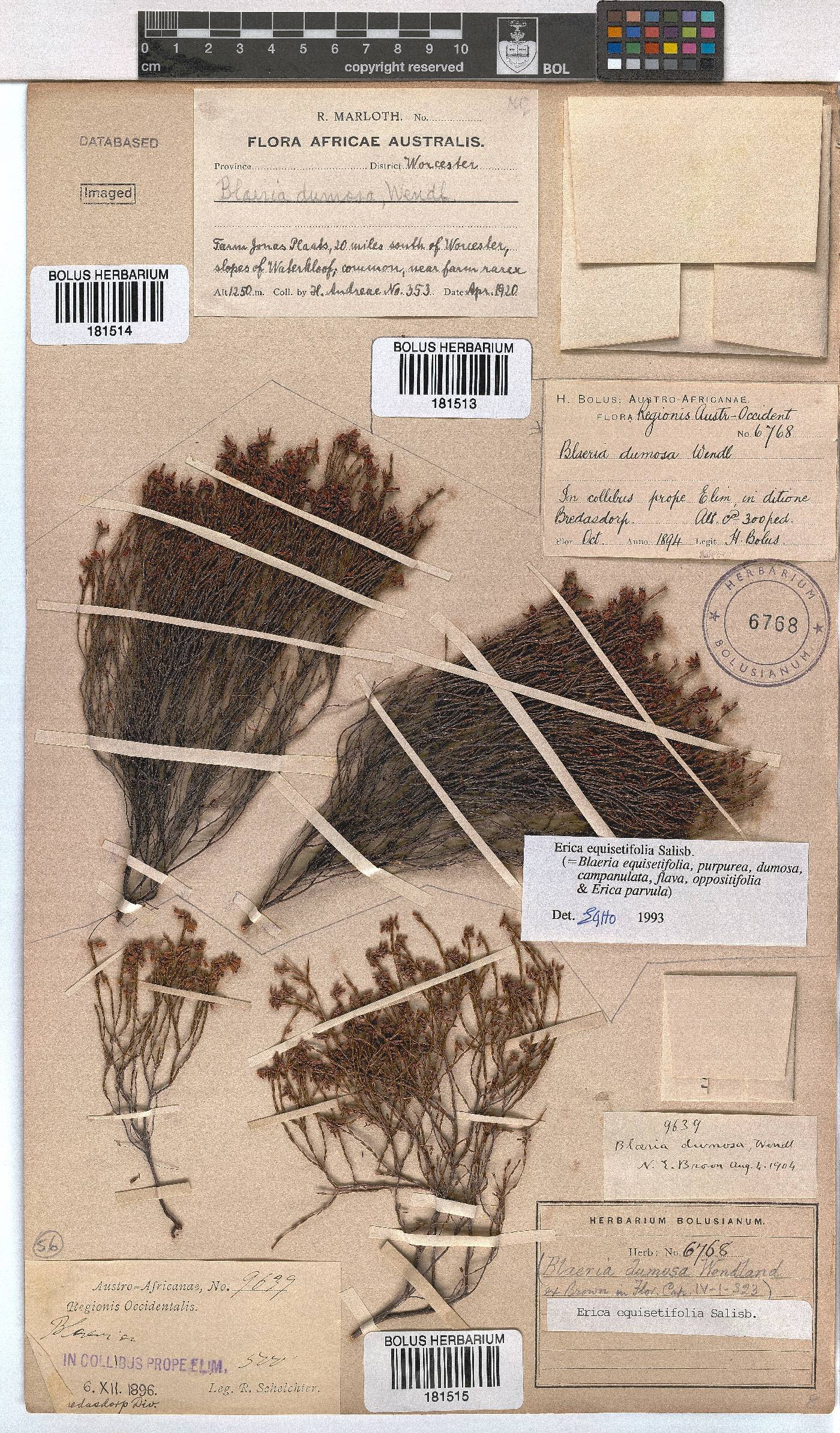 Erica equisetifolia image