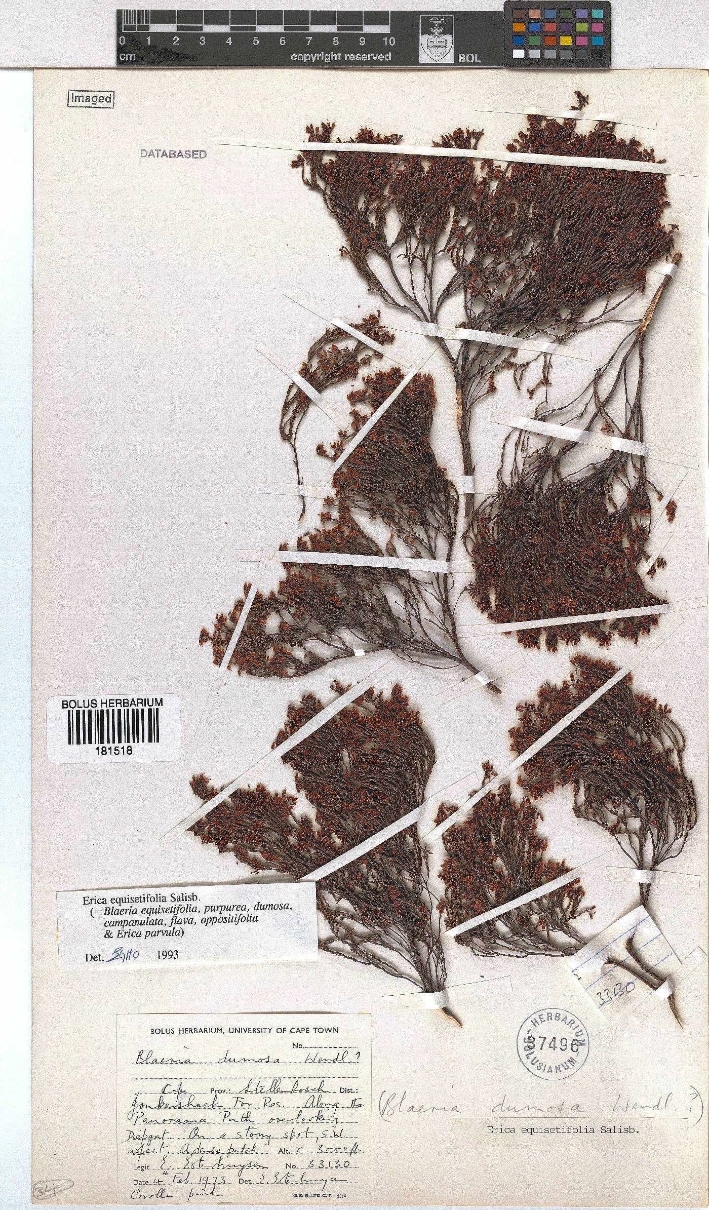 Erica equisetifolia image