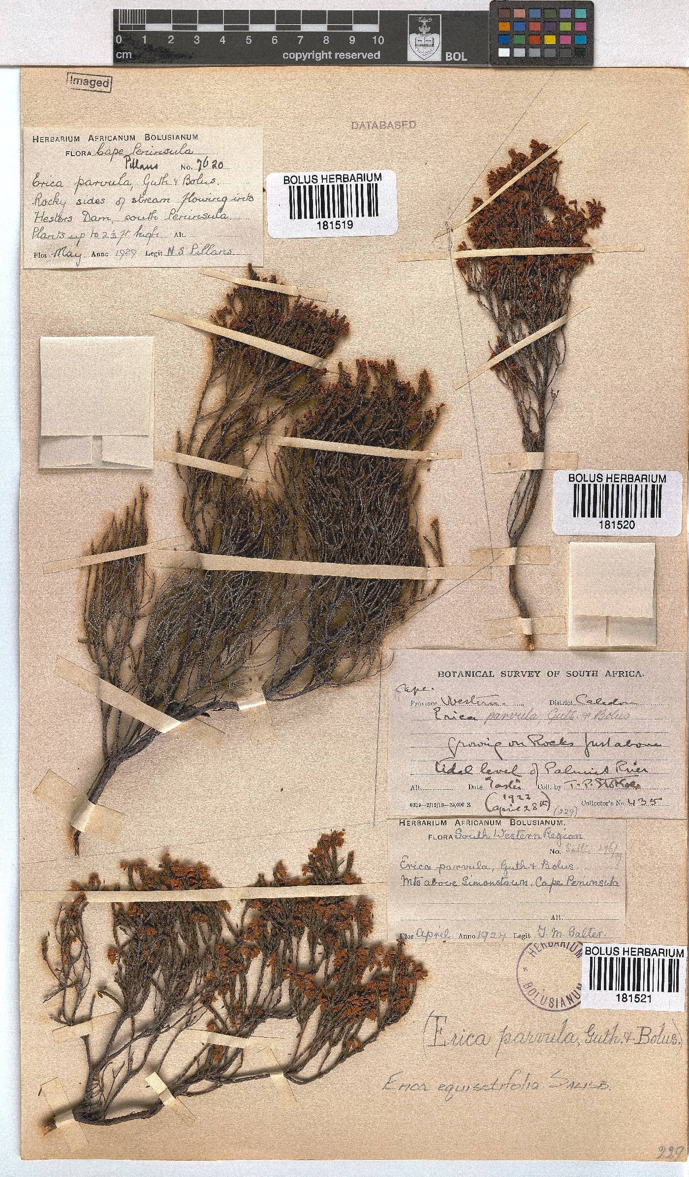 Erica equisetifolia image