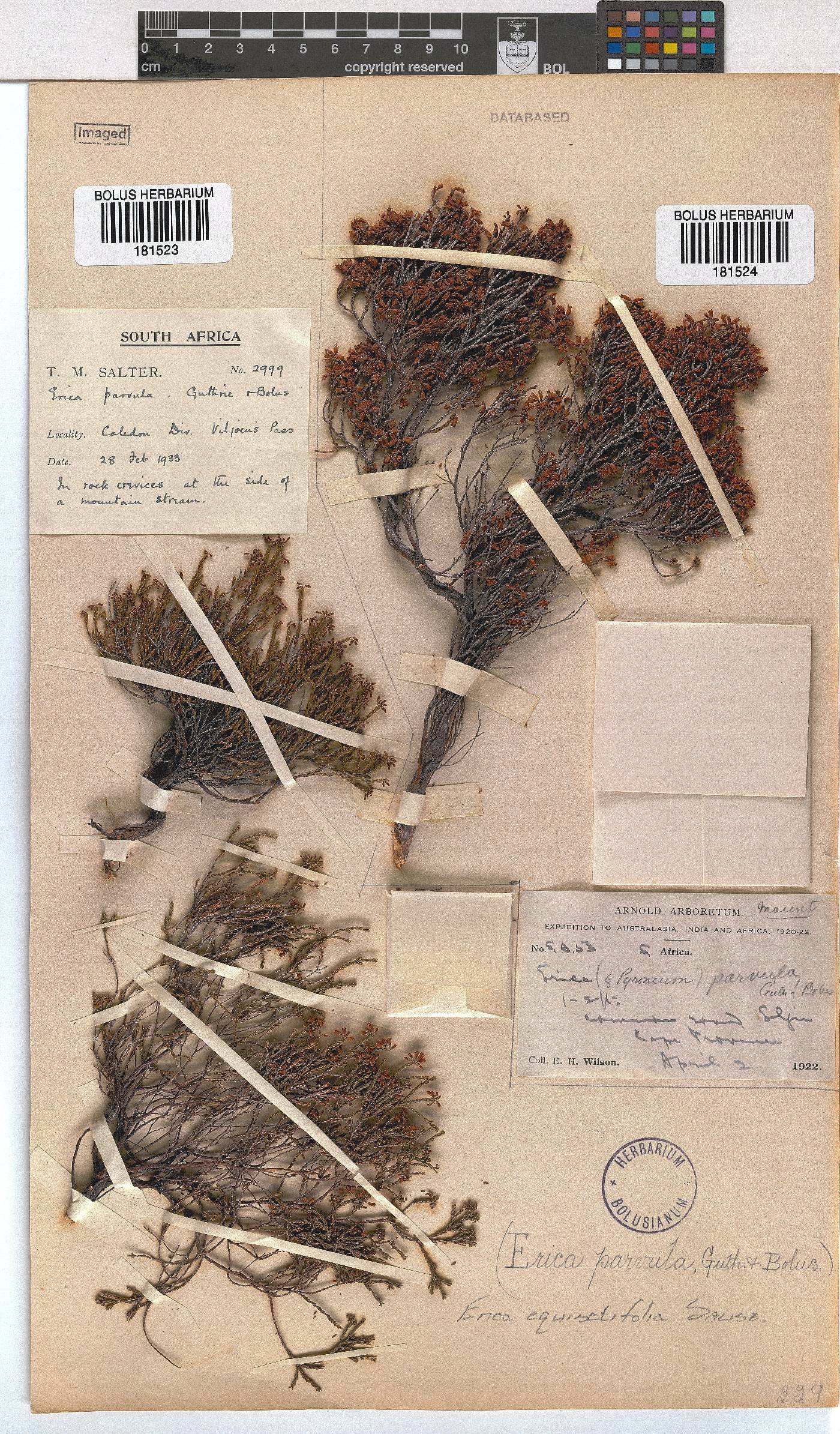 Erica equisetifolia image