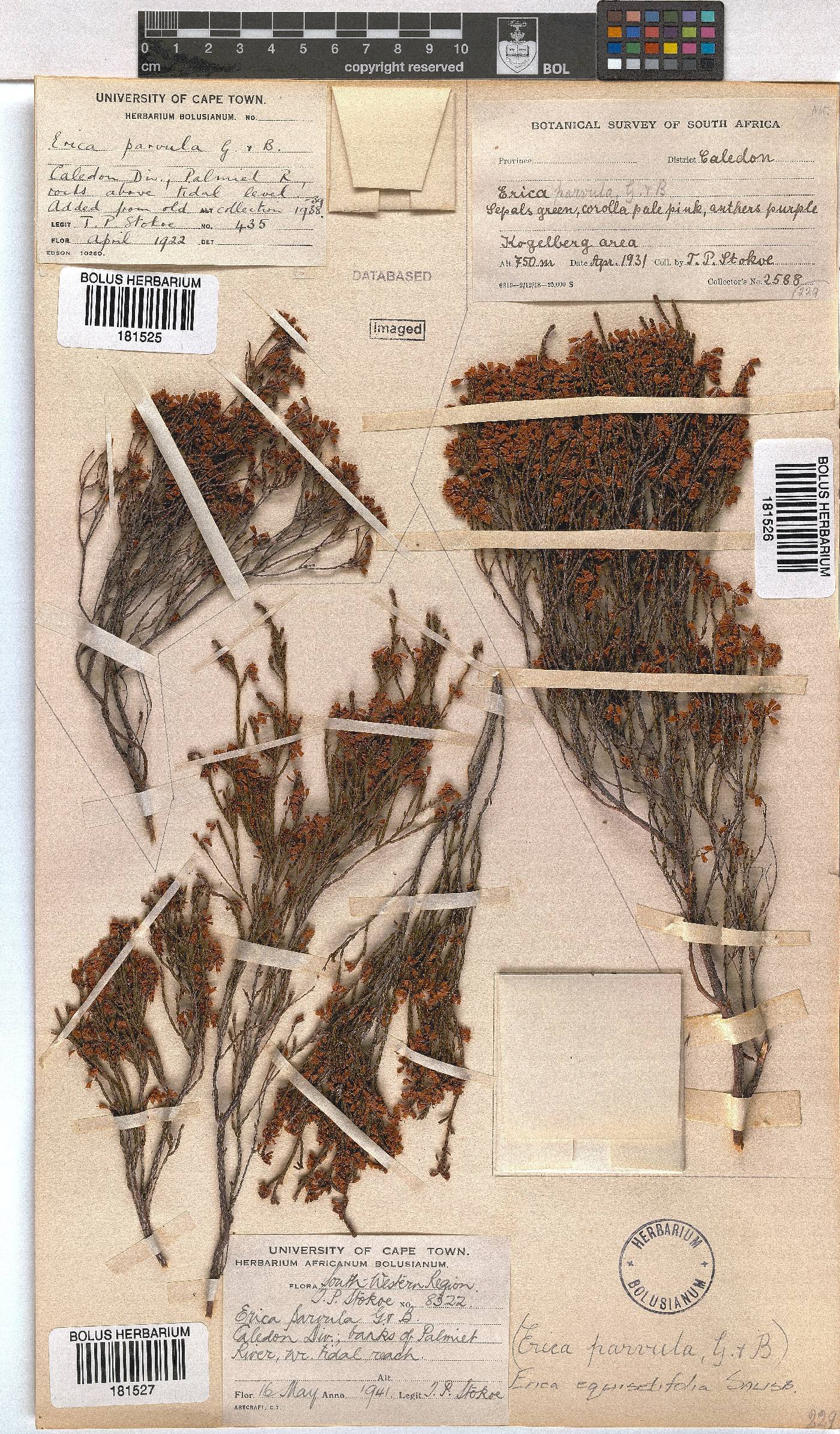 Erica equisetifolia image