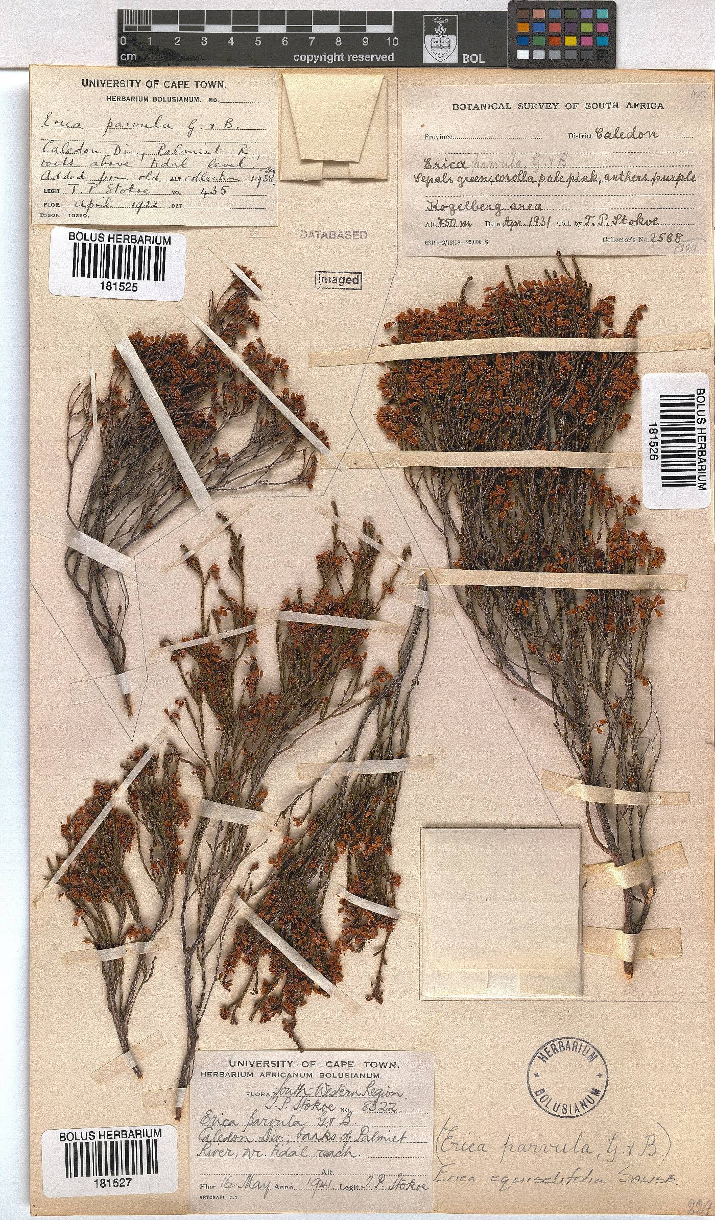 Erica equisetifolia image