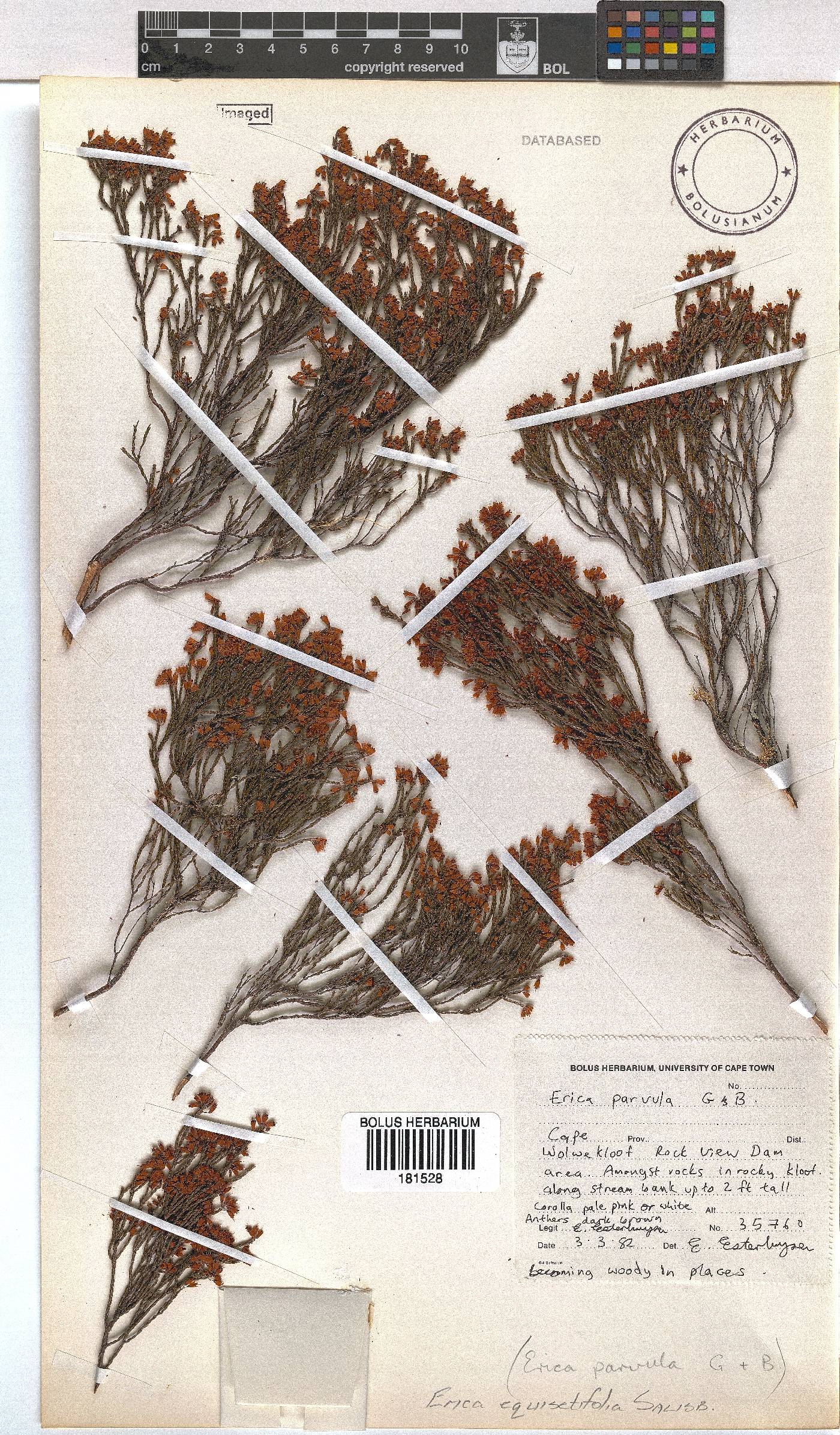 Erica equisetifolia image