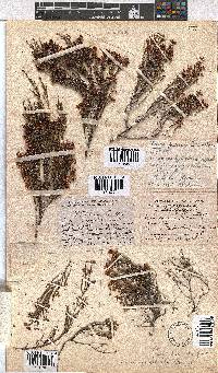 Erica equisetifolia image