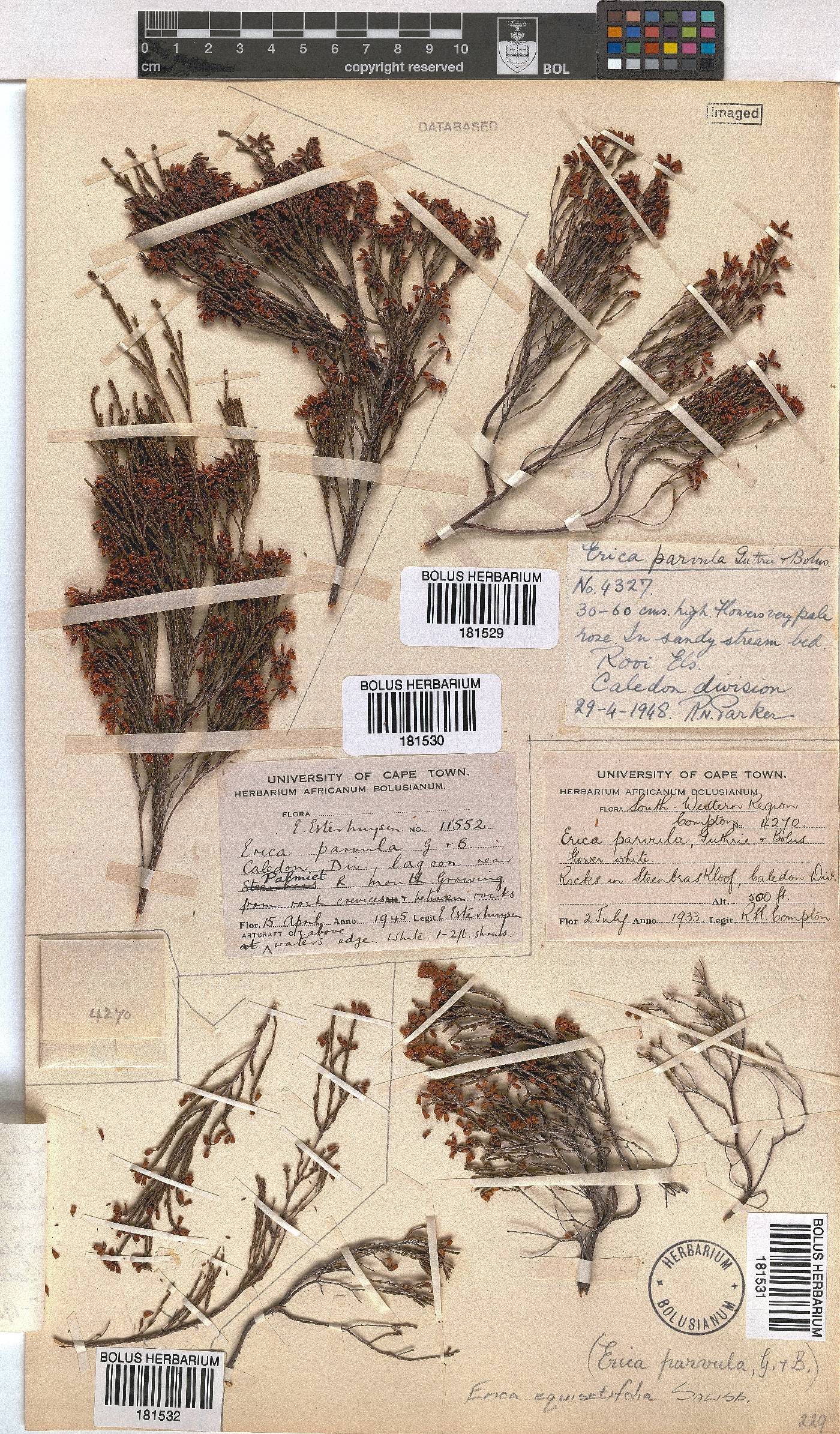 Erica equisetifolia image