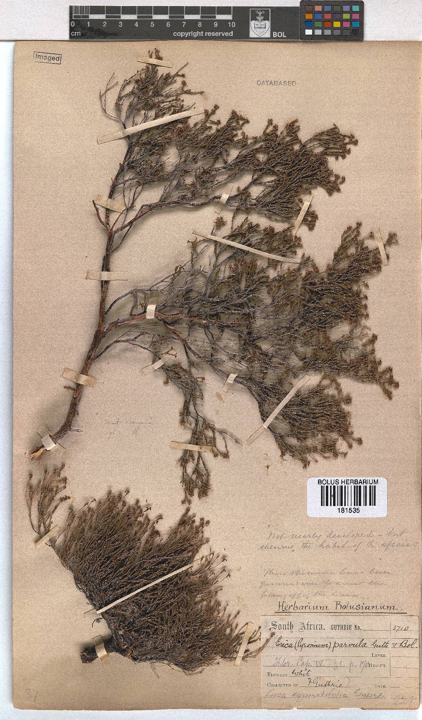 Erica equisetifolia image