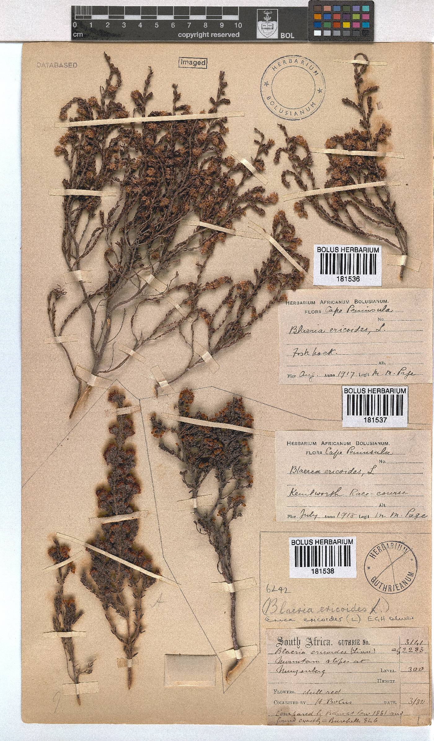 Erica ericoides image