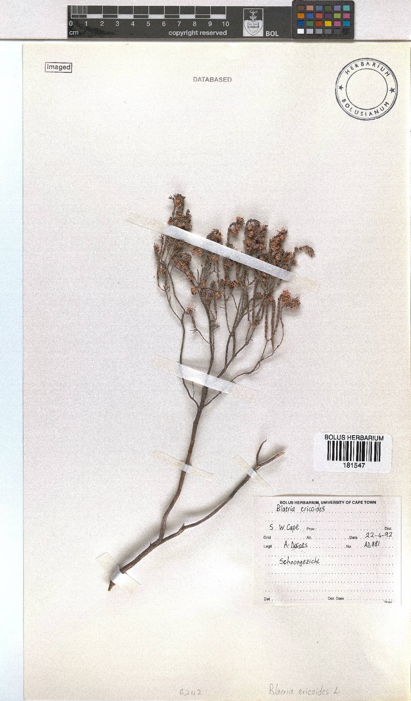 Erica ericoides image