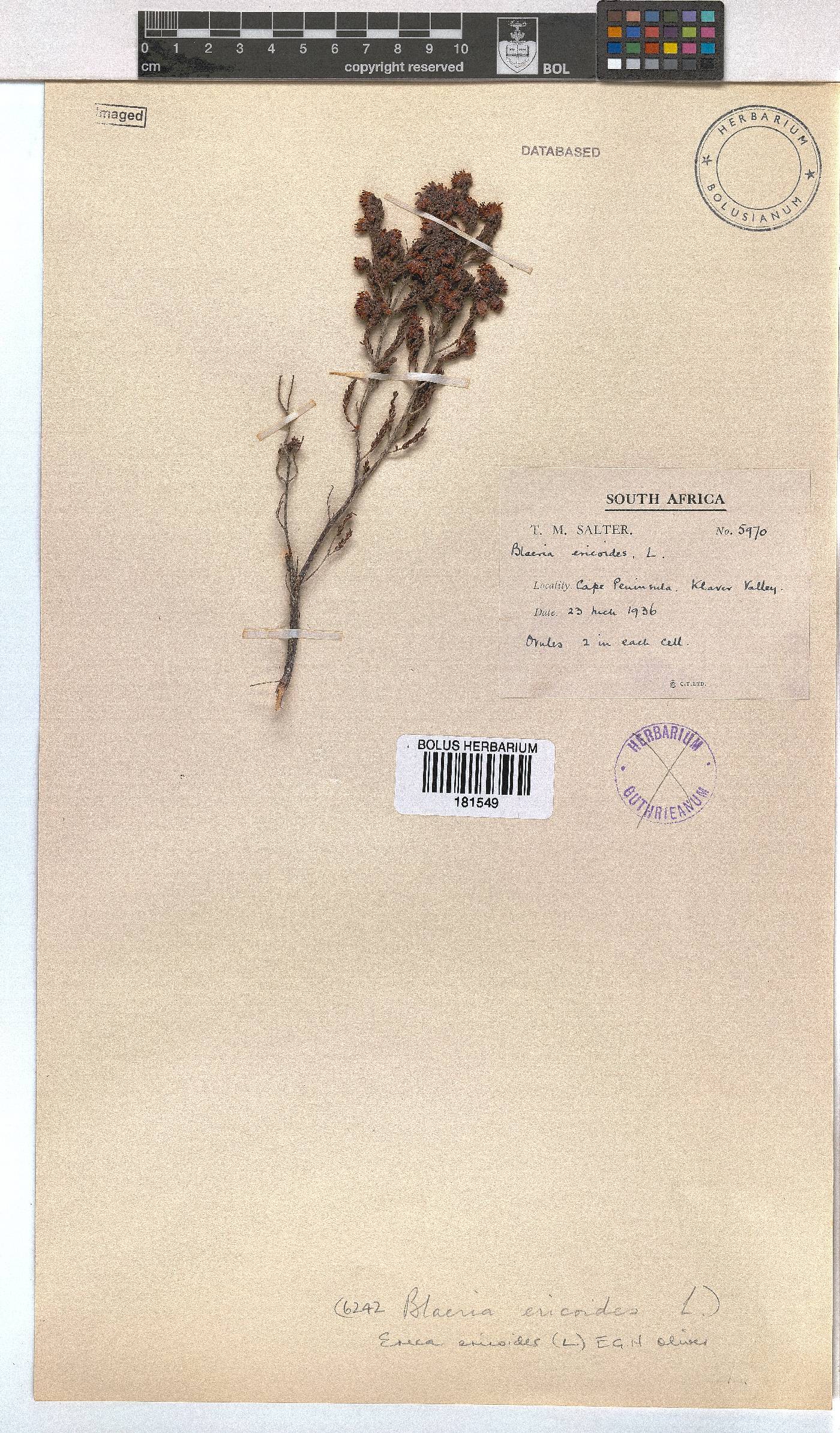 Erica ericoides image