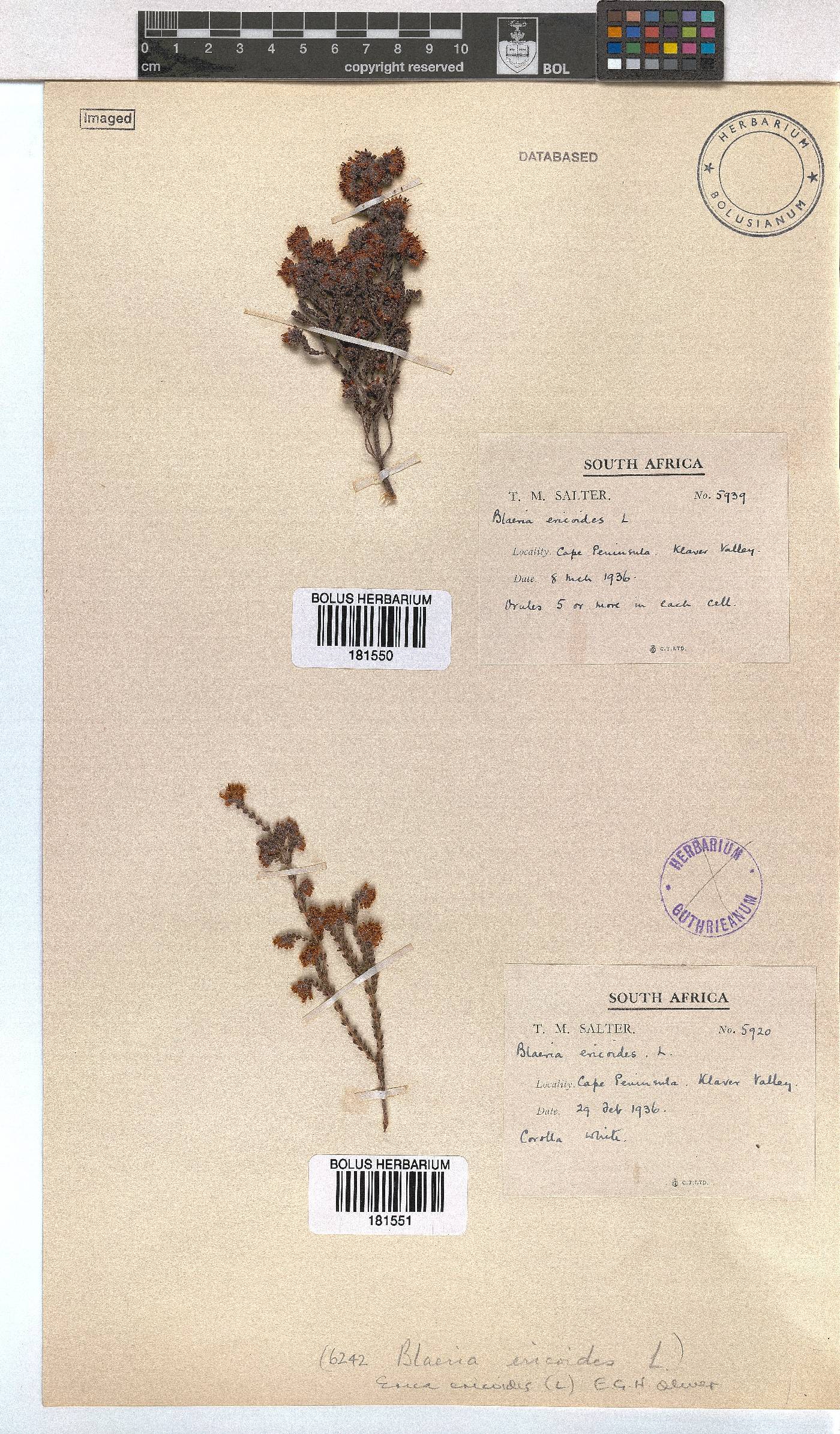 Erica ericoides image