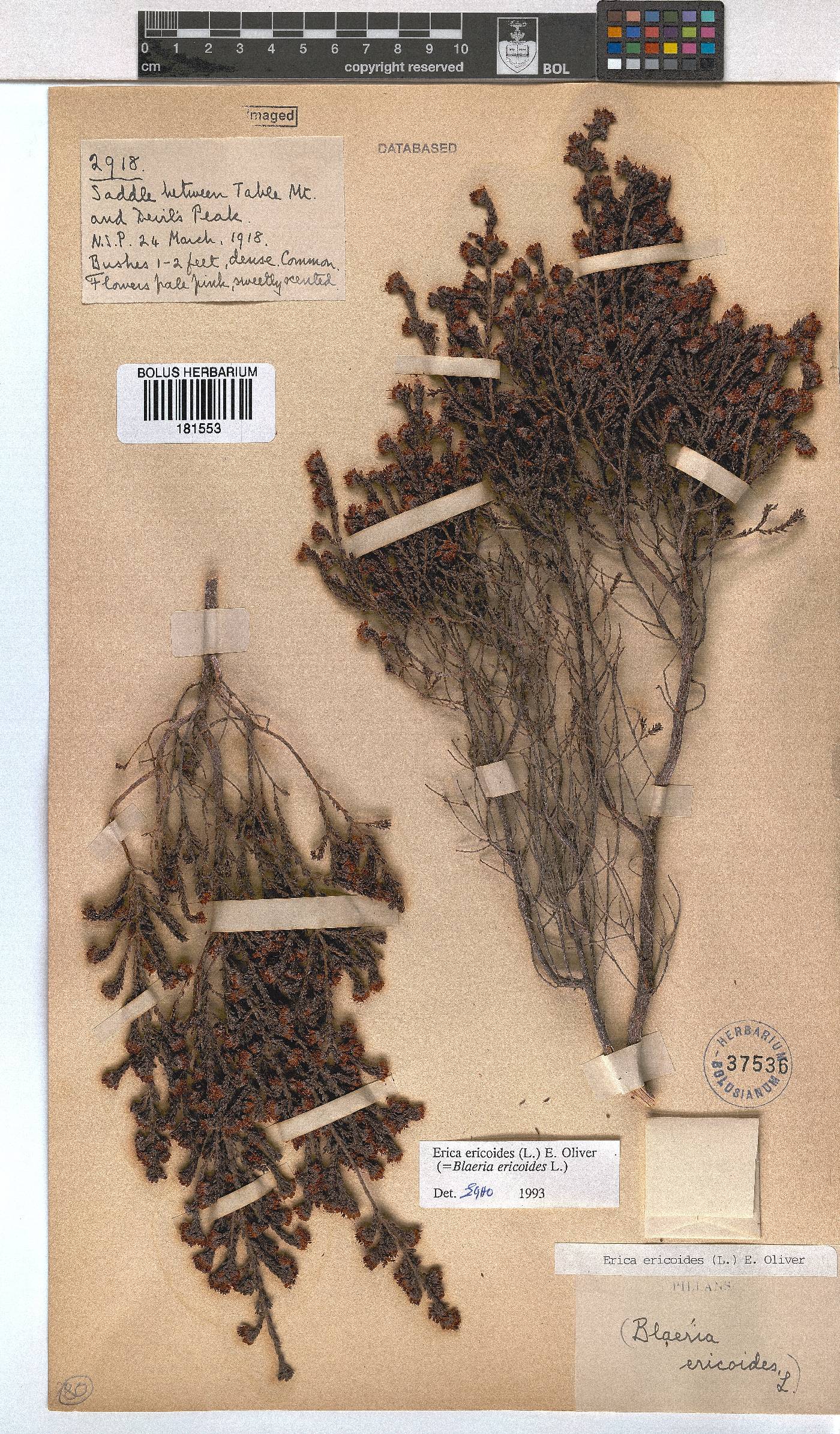 Erica ericoides image