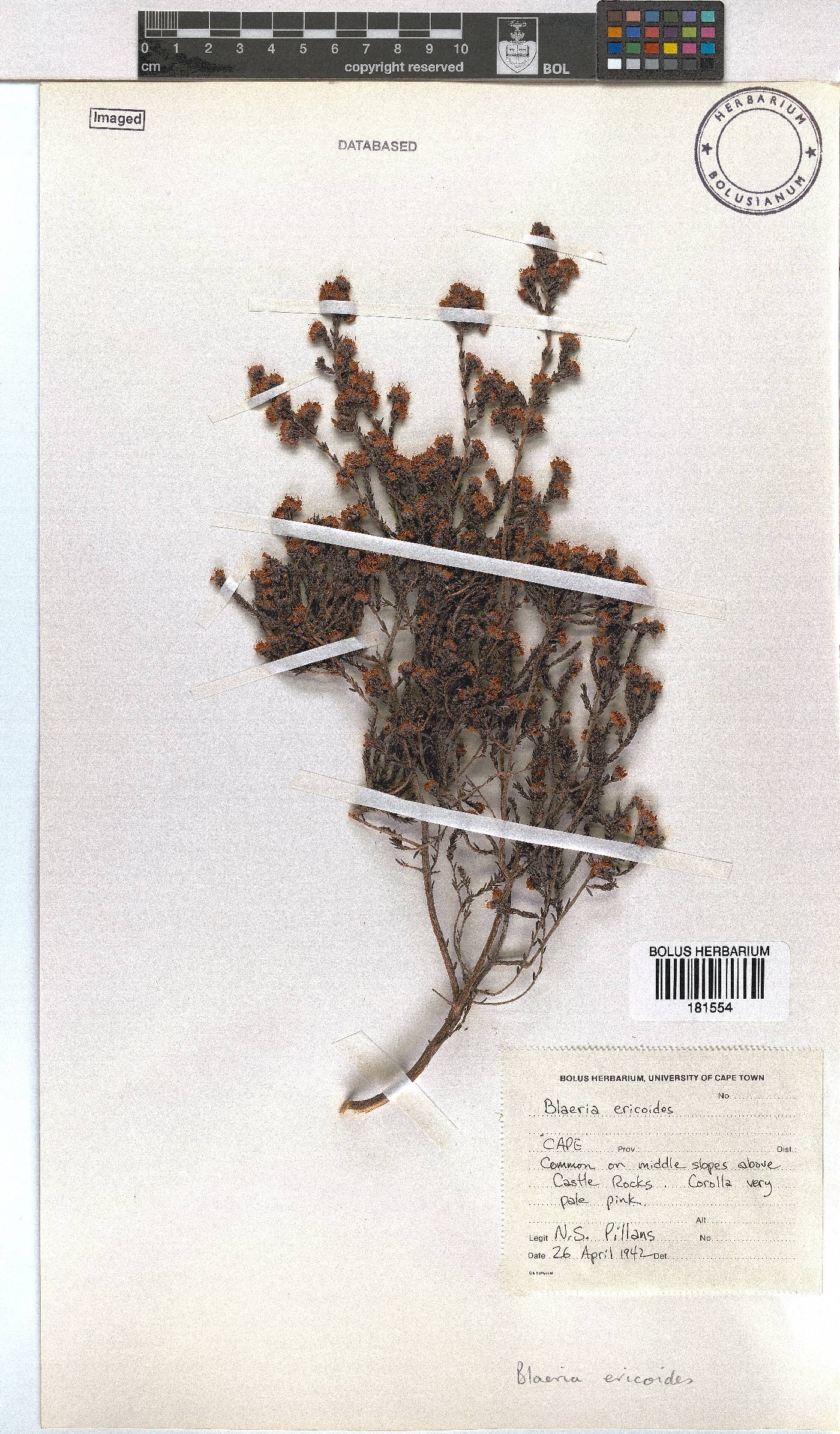 Erica ericoides image