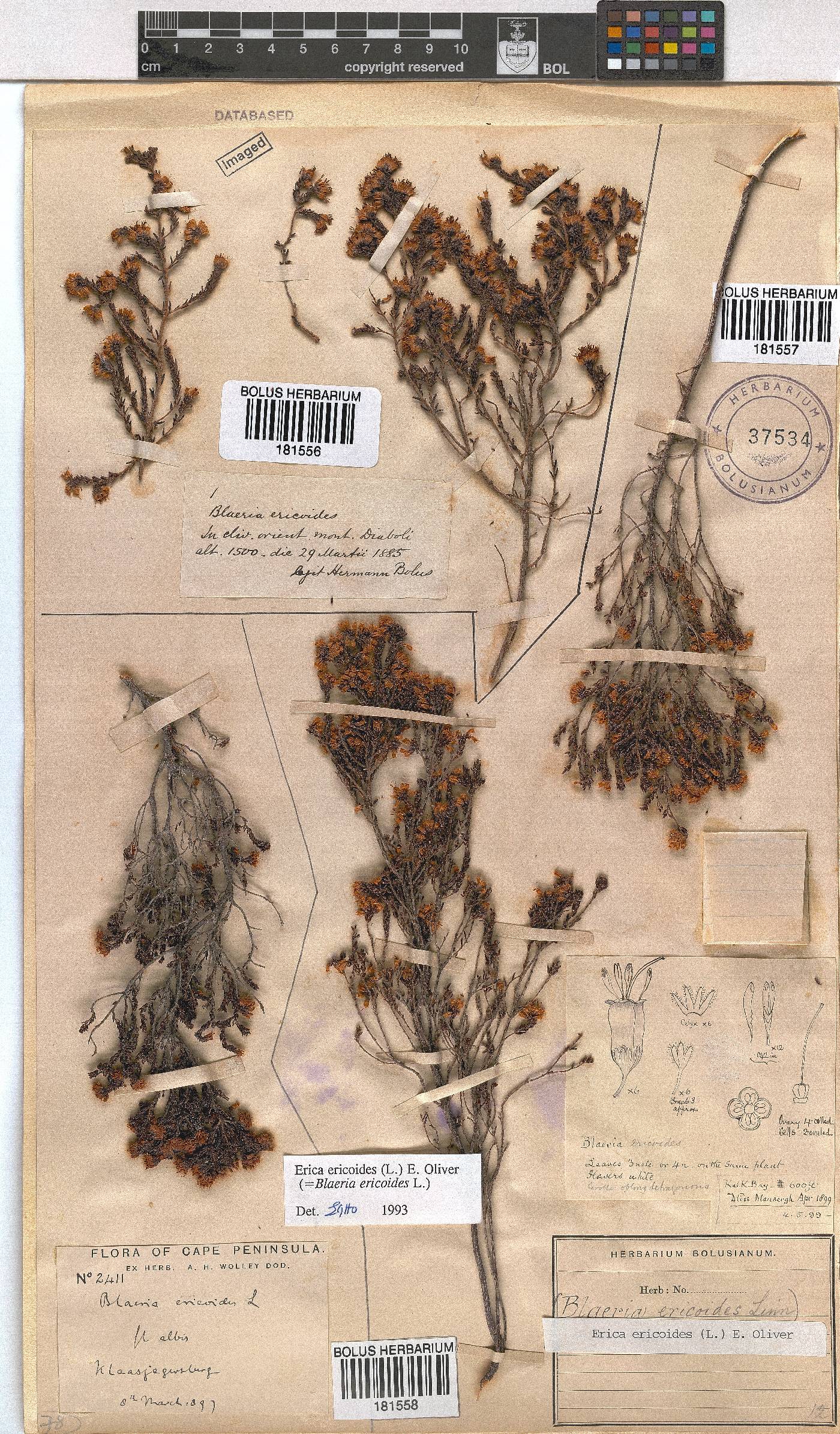 Erica ericoides image