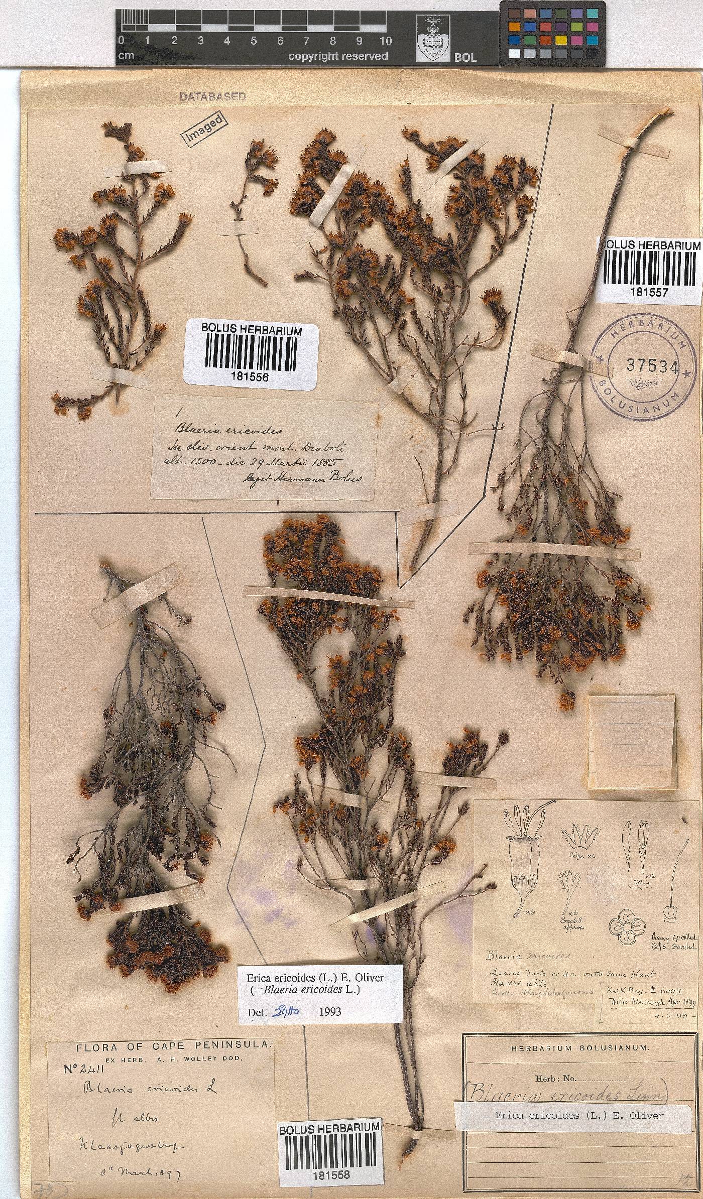Erica ericoides image