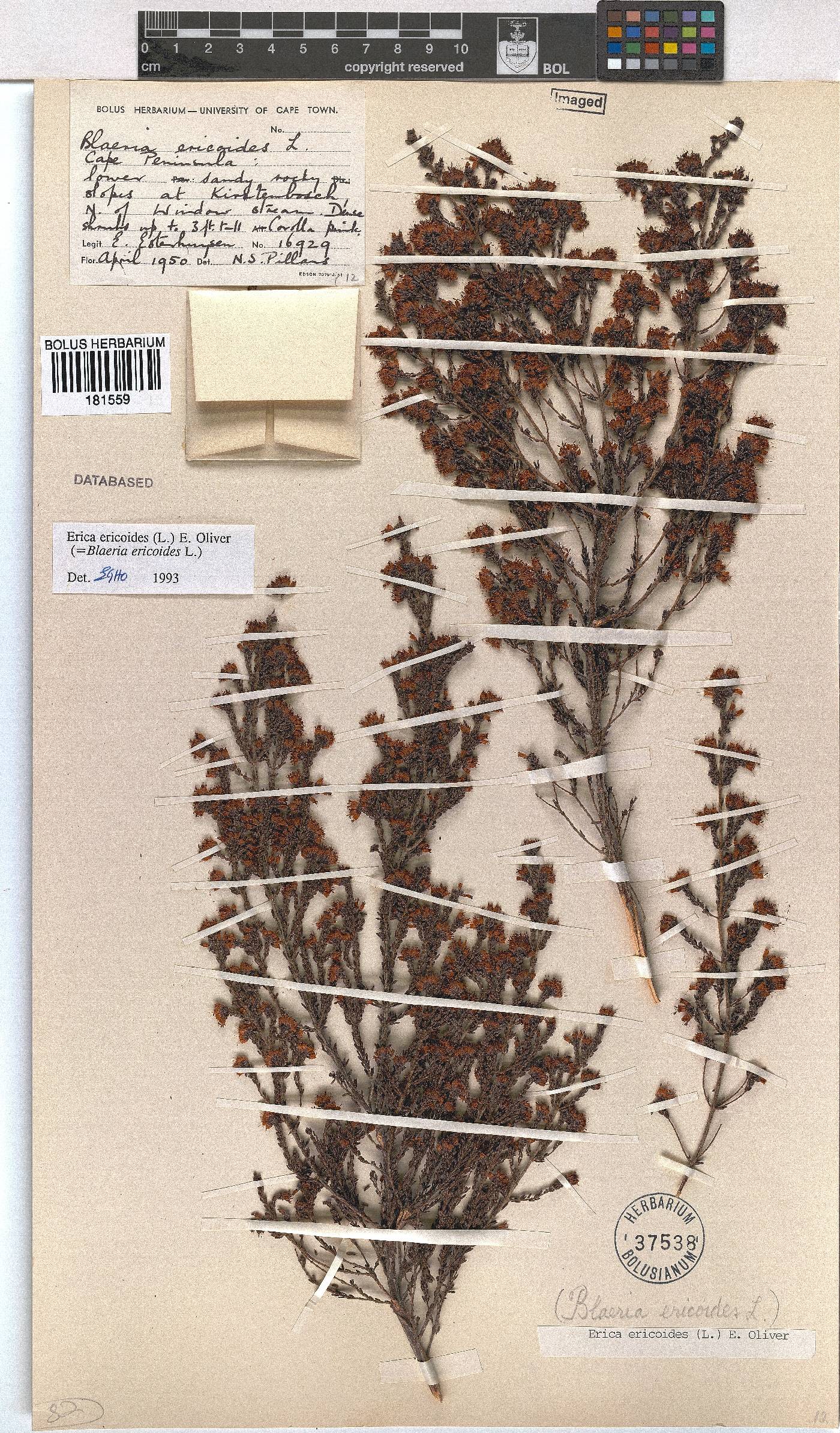 Erica ericoides image
