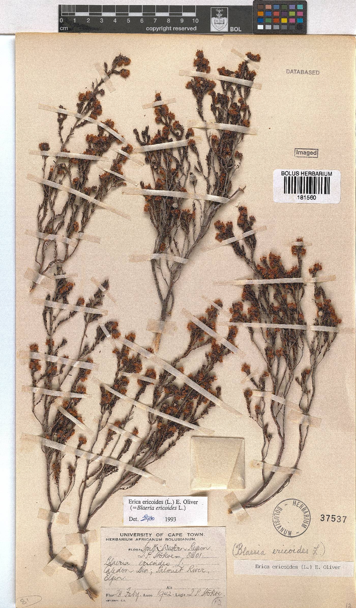 Erica ericoides image