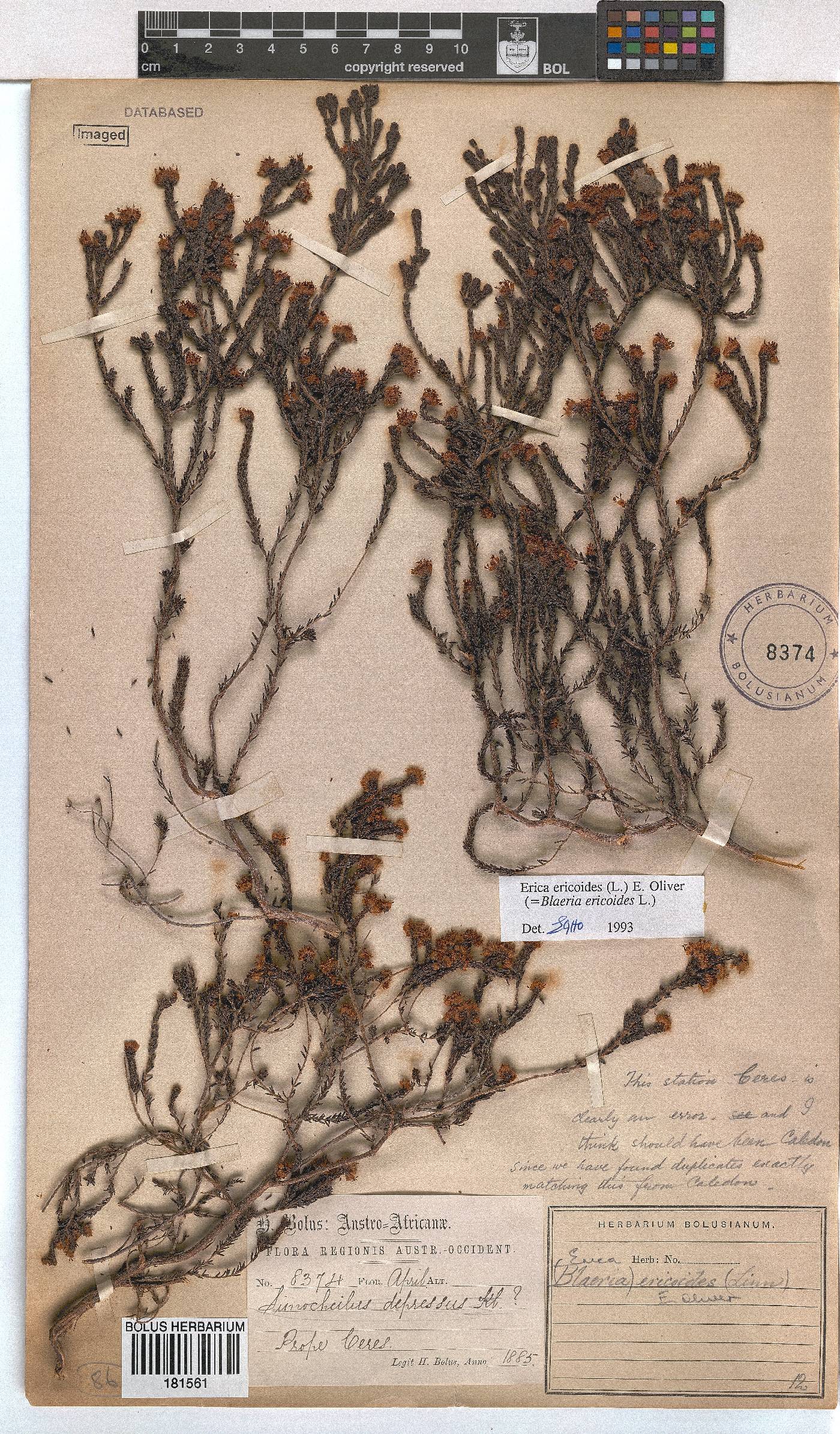 Erica ericoides image