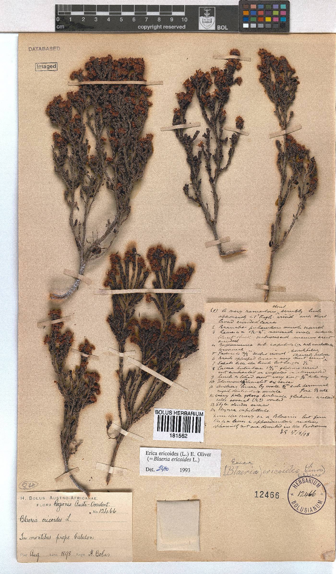 Erica ericoides image