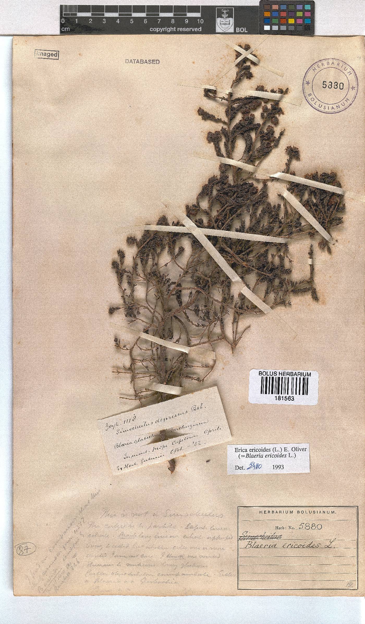 Erica ericoides image