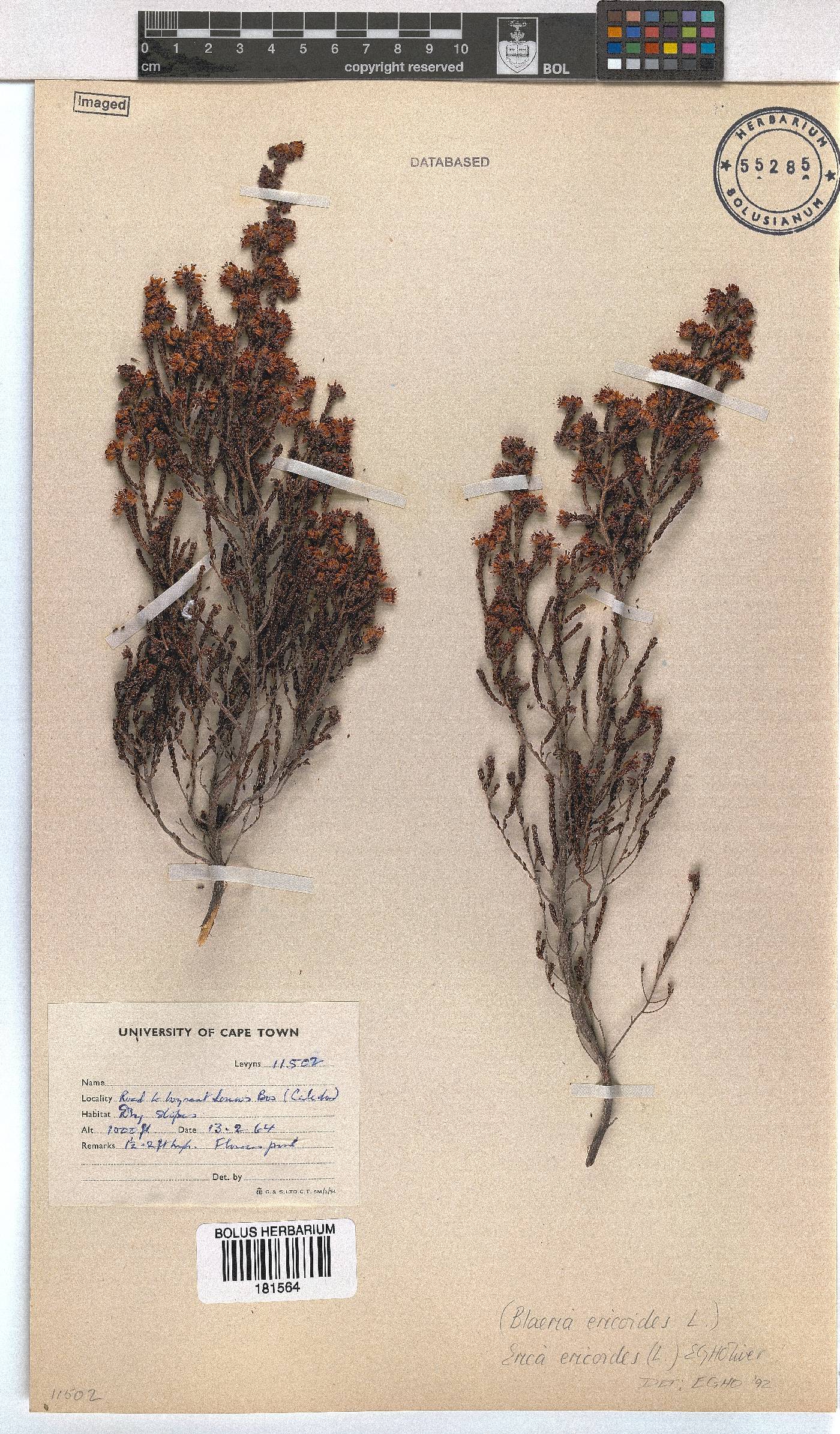 Erica ericoides image