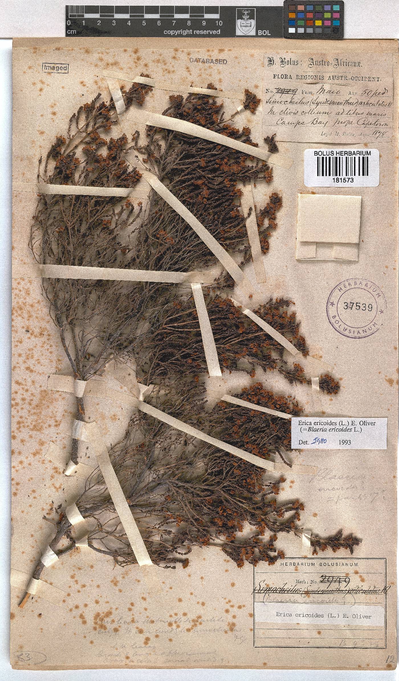 Erica ericoides image