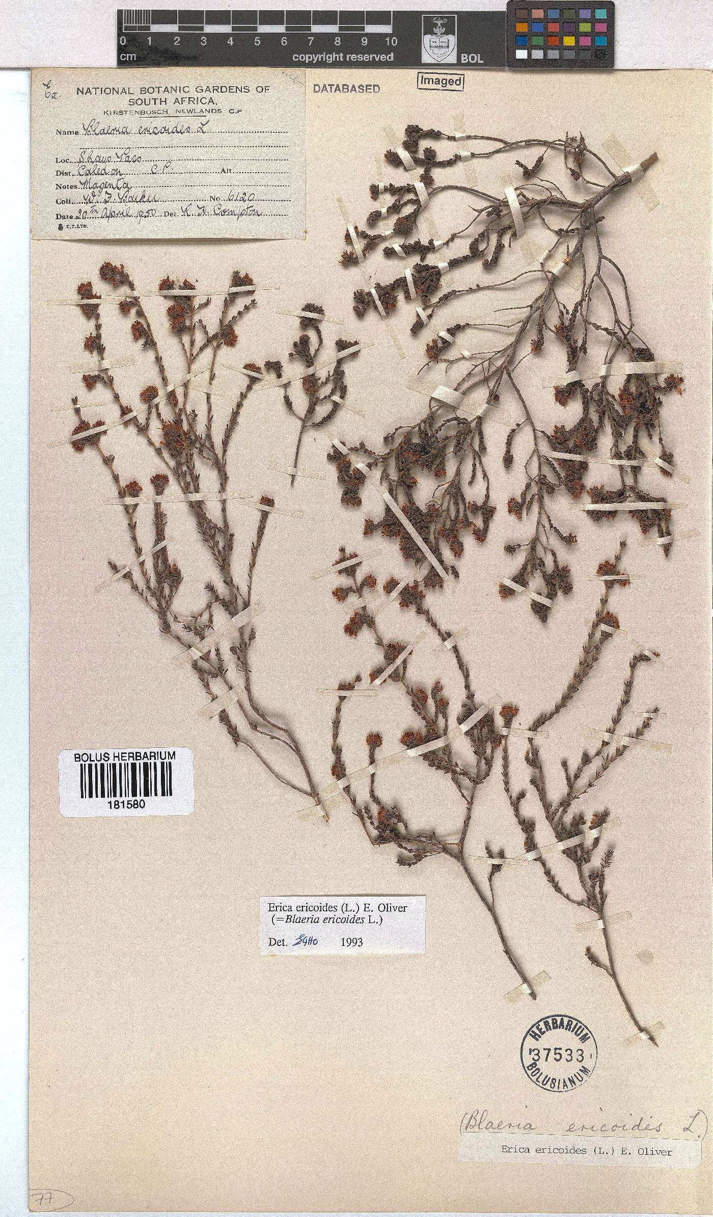 Erica ericoides image